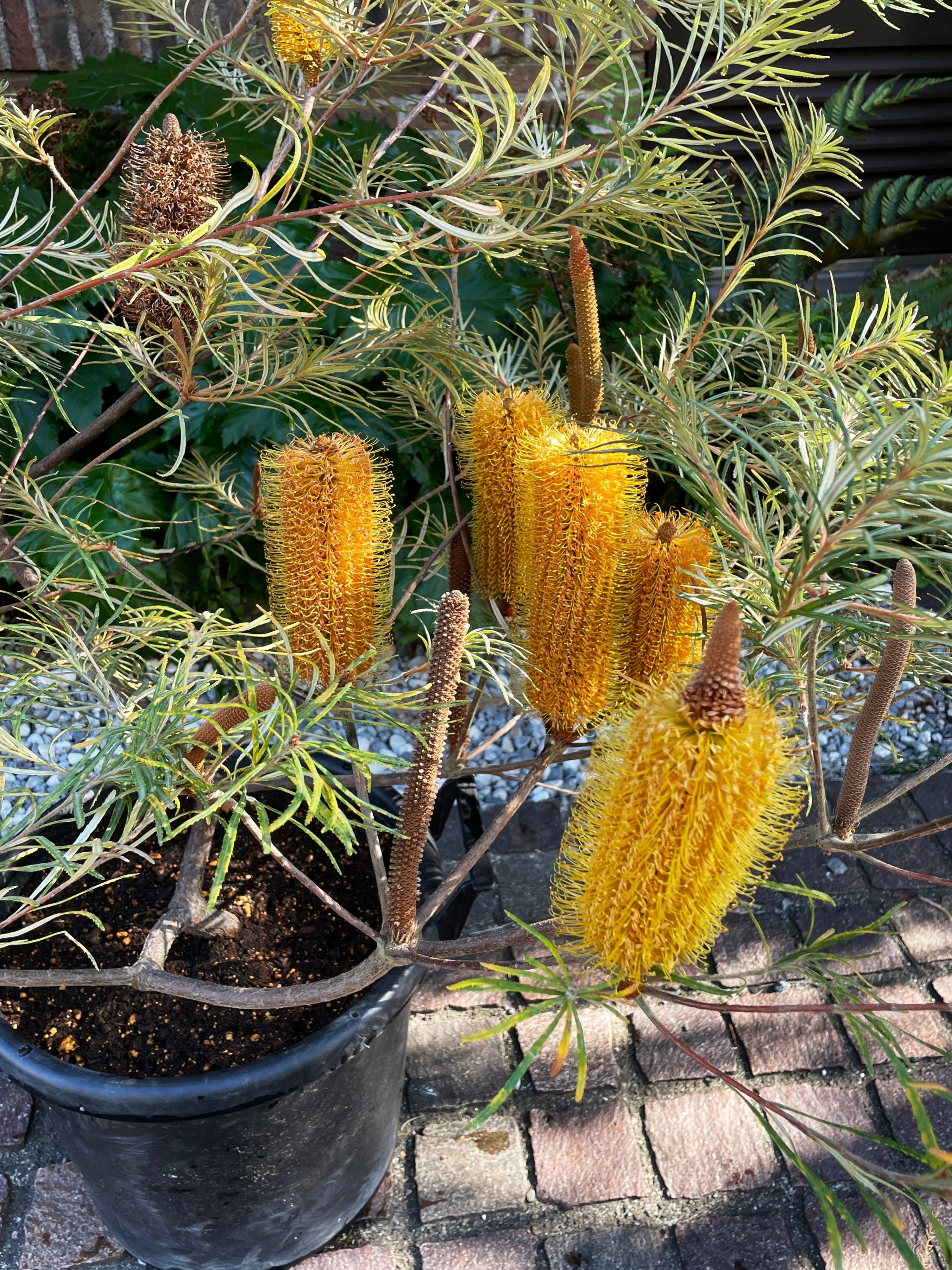 大切な人へのギフト探し ウォールムバンクシア アエムラ オージープランツ 大苗 鉢植え 常緑樹