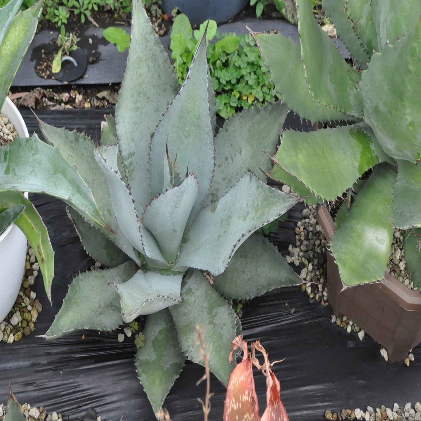 アガベ 品種紹介（Americanae節）｜KKGREEN