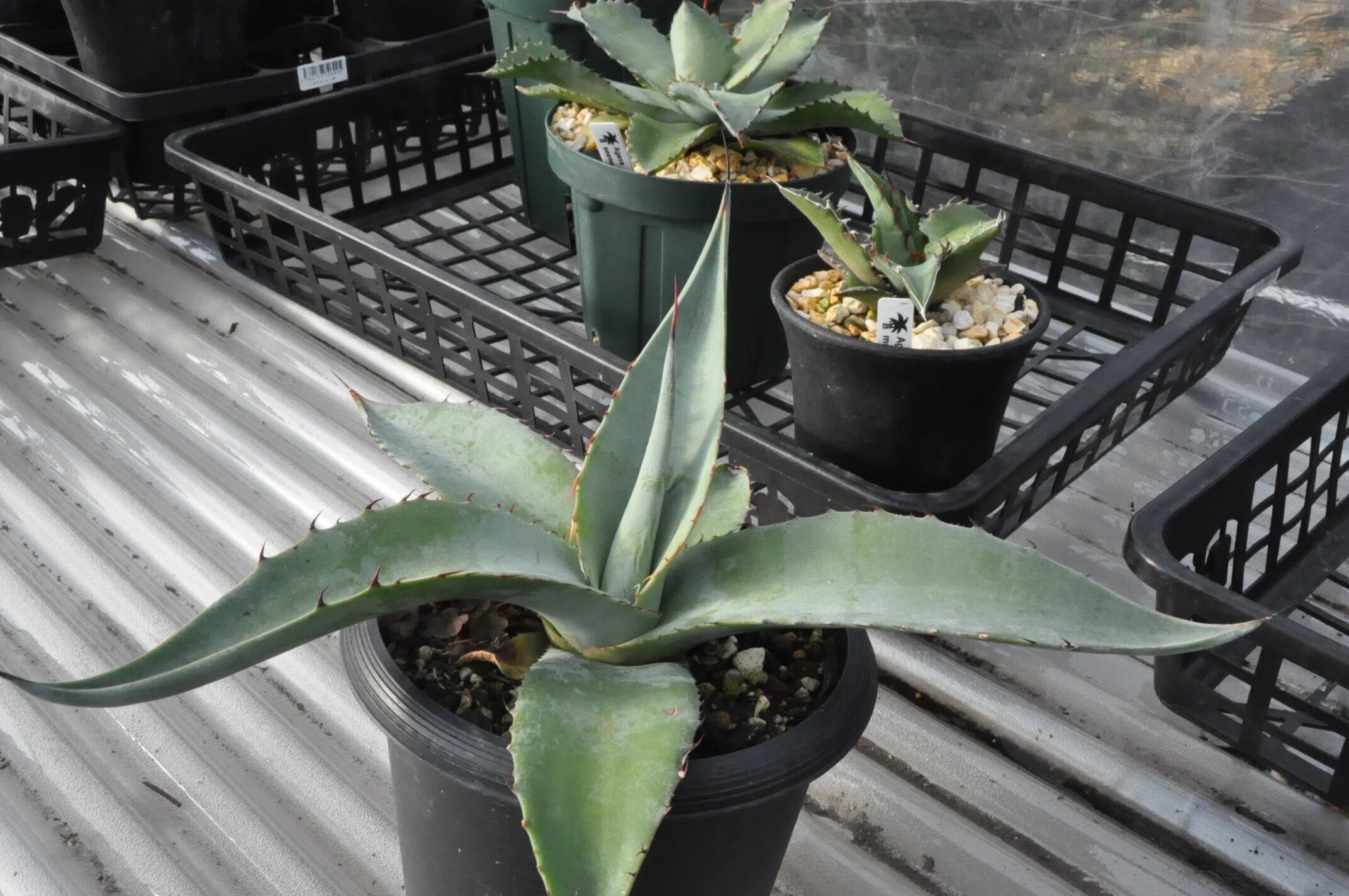 アガベ 3種類セット 大株 アメリカーナ Agave 【公式通販】