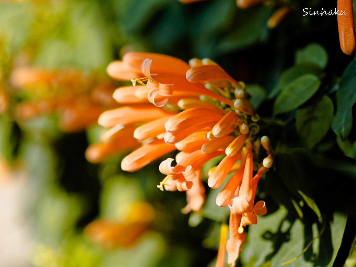 SAMYANG MF 85mm F1.4 MK2|しんはく(sinhaku) SAMYANG MF 85mm F1.4 MK2|しんはく(sinhaku)