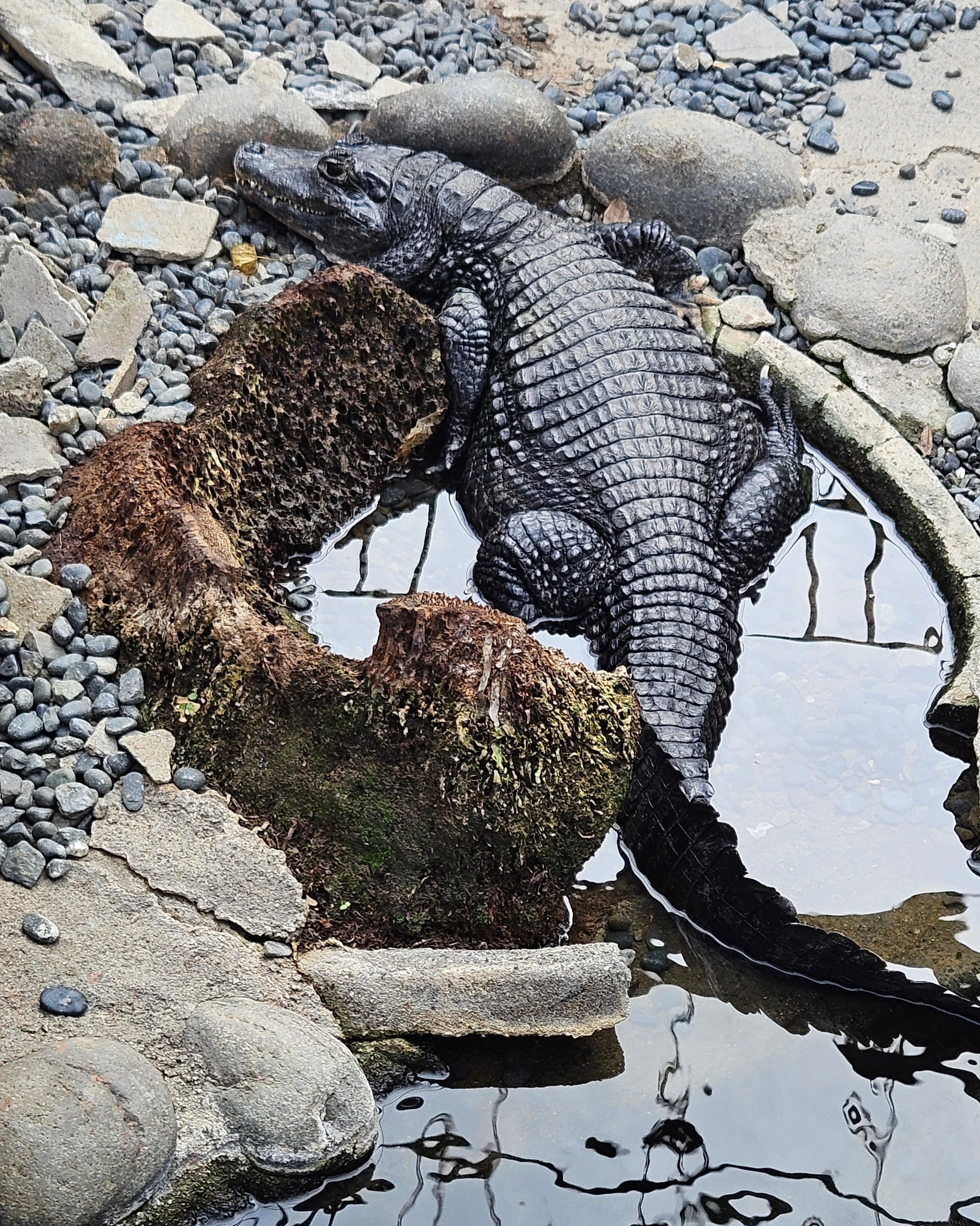 The Lost Universe 古代の巨大ワニ②巨大アリゲーター｜美原さつき