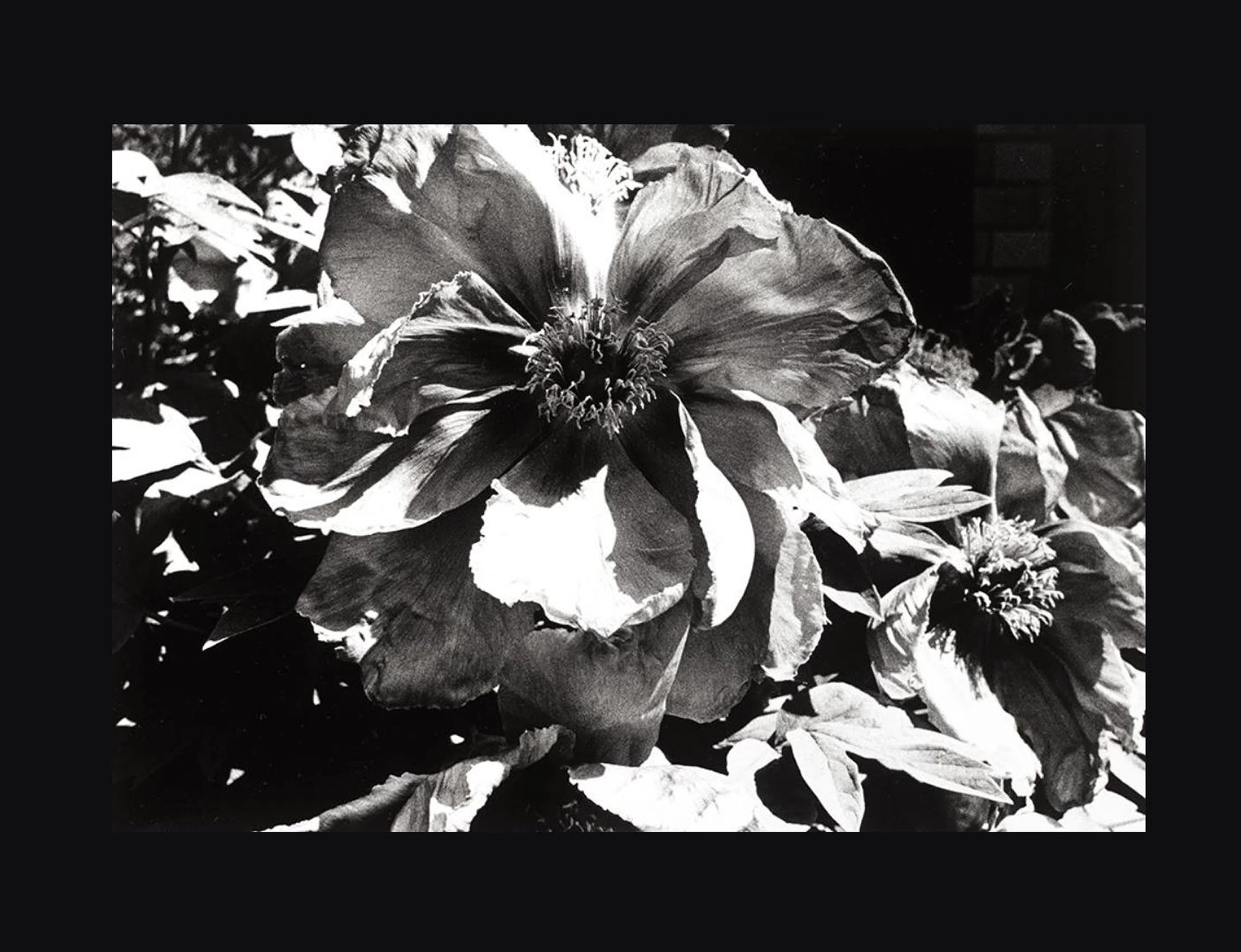 Daido Moriyama: Shashin Jidai 1981-1988 森山大道:写真時代 1981
