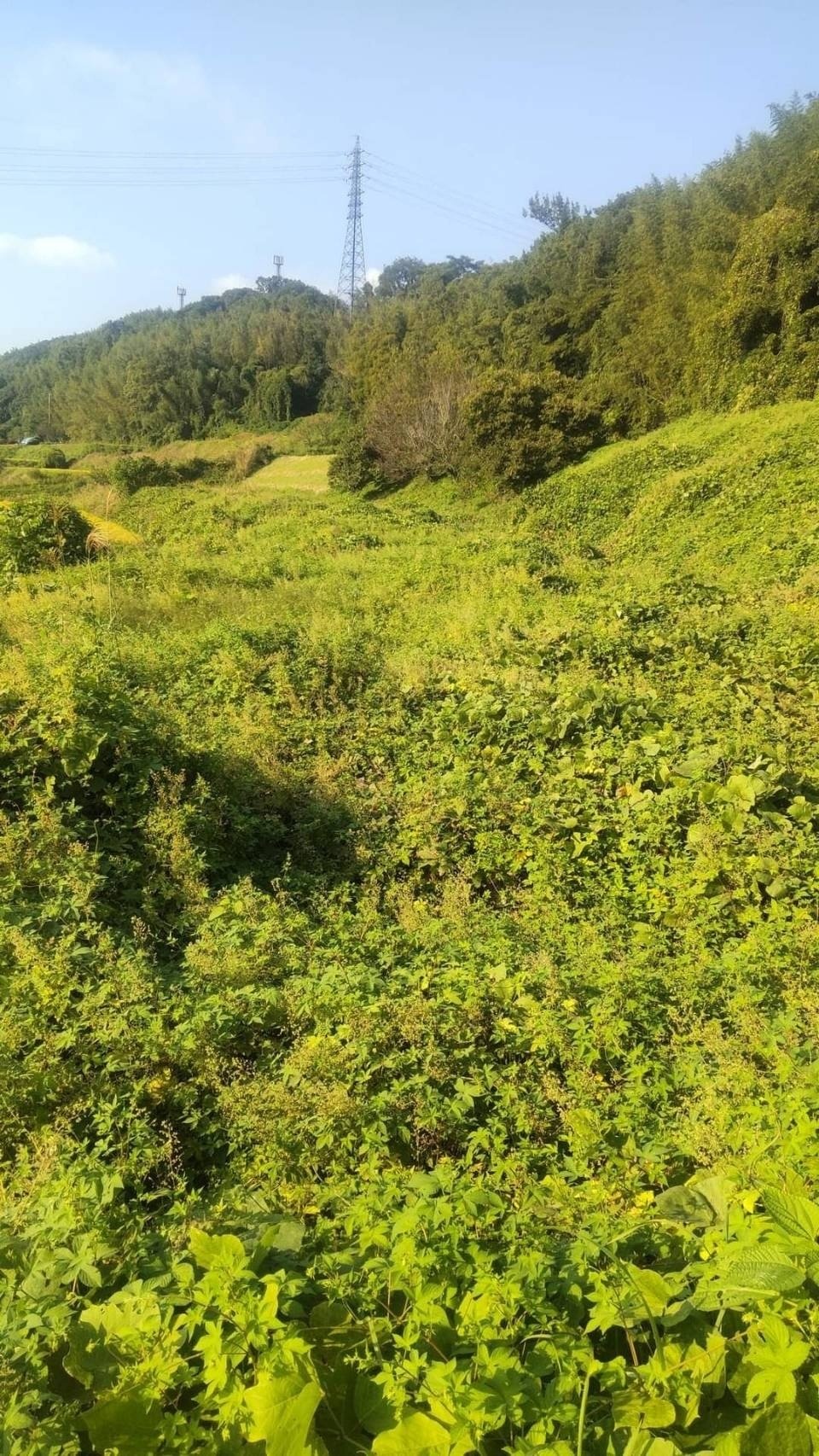 農地がないと農家になれないが、農家でないと農地を借りられない！？