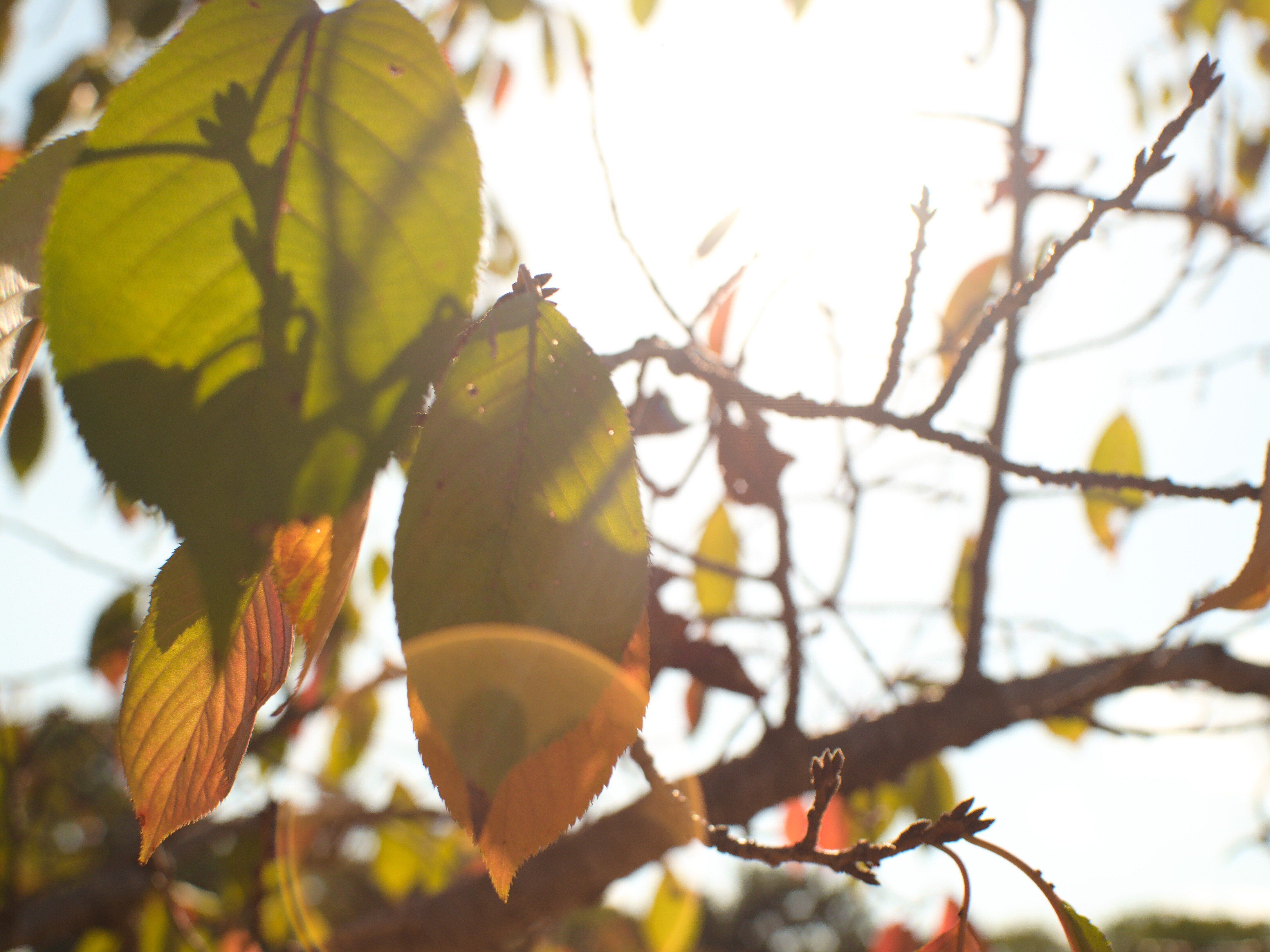 レンズ沼あれこれ:Argus Cintar 28mm f2.8|ひっくすK レンズ沼あれこれ:Argus Cintar 28mm f2.8|ひっくすK
