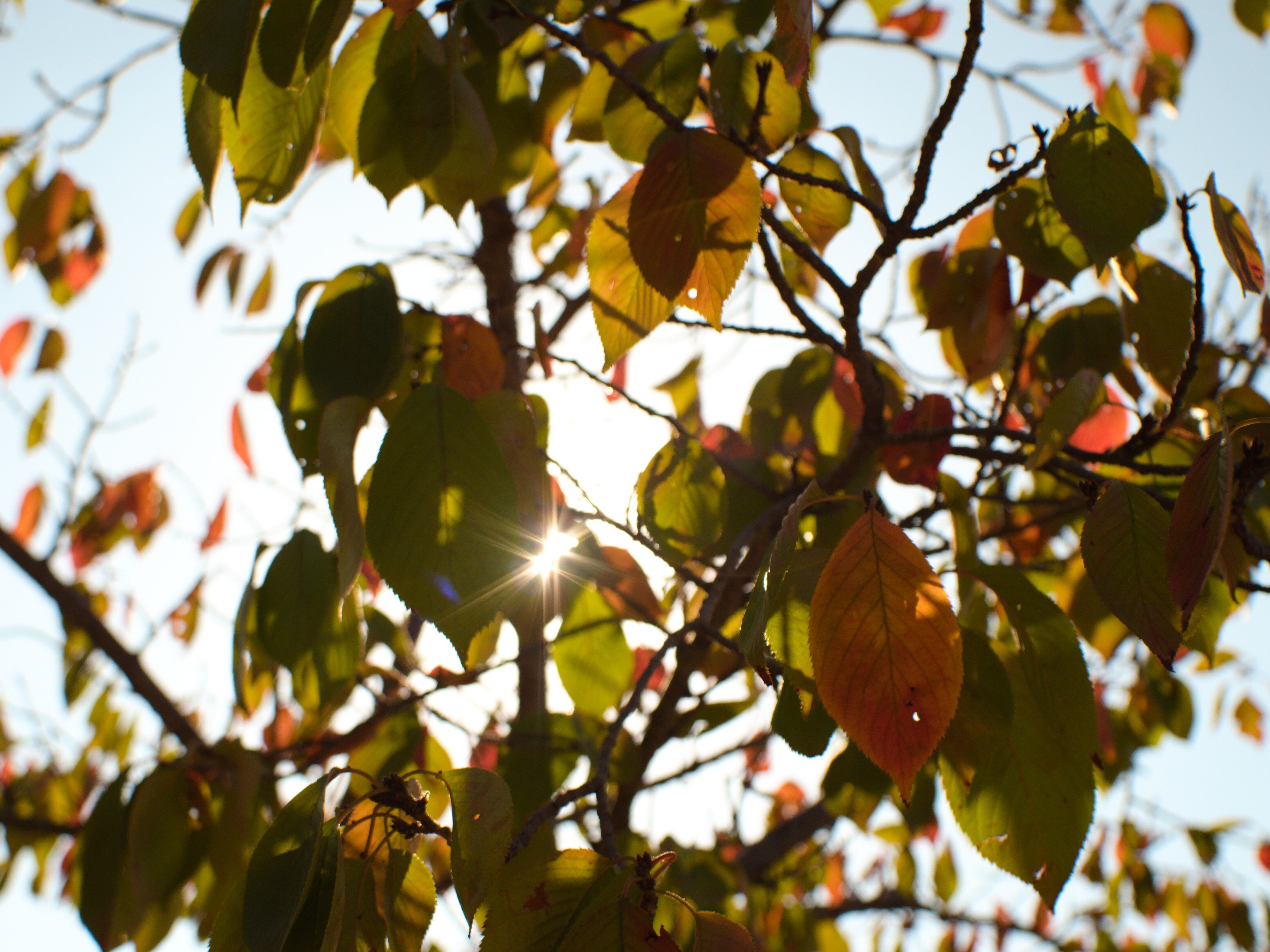 レンズ沼あれこれ:Argus Cintar 28mm f2.8|ひっくすK レンズ沼あれこれ:Argus Cintar 28mm f2.8|ひっくすK