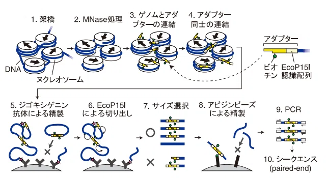 Hi-C法の原理と目的、解析ツール｜宇田川畏日の備忘録
