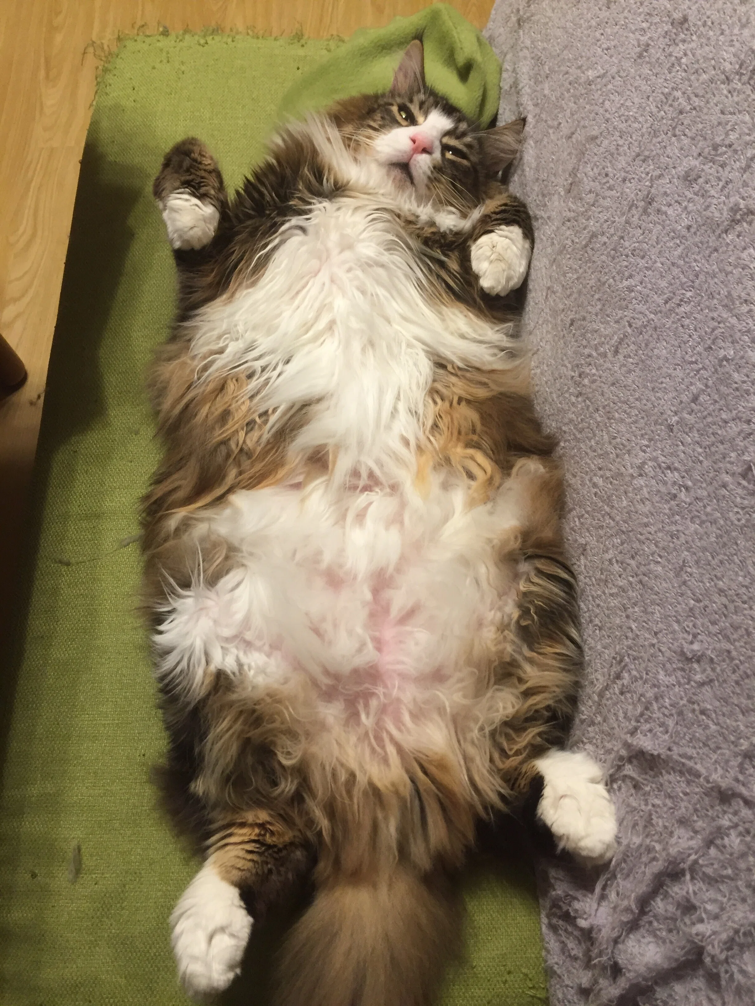 食卓の半分を占拠するビッグボディな猫ちゃん！人間の食事中でも猫を