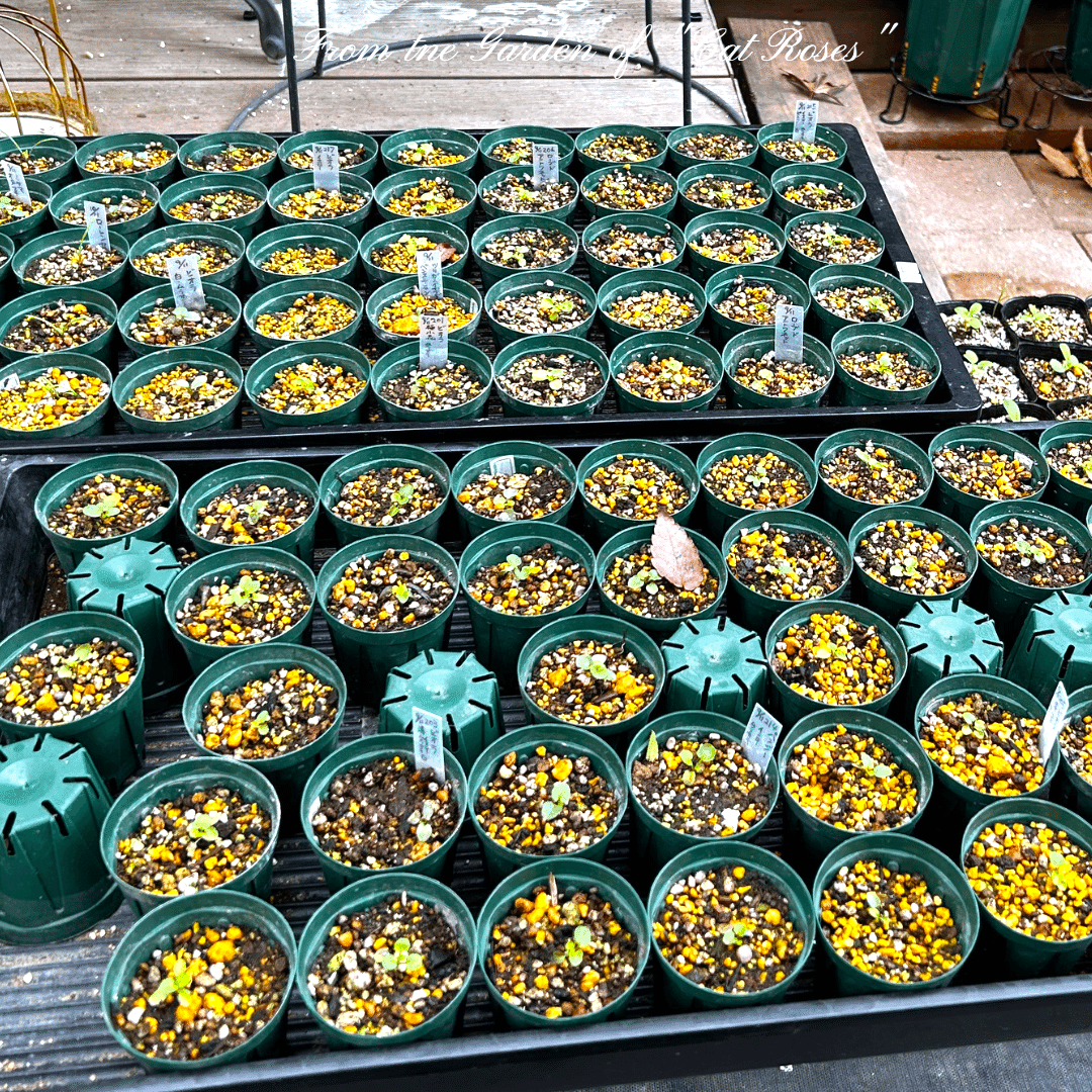 ビオラ2度目のポット増し｜Cat rose 「ガーデニングブログ Cat Roseの