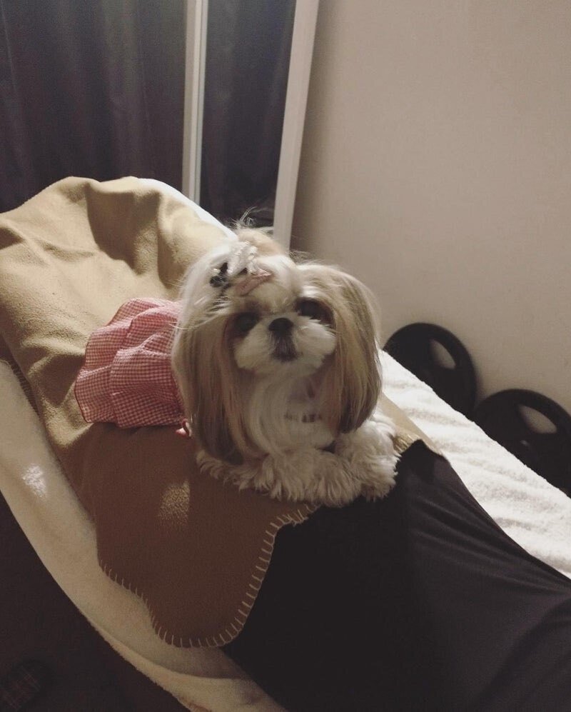 犬の整体　東京骨格矯正
