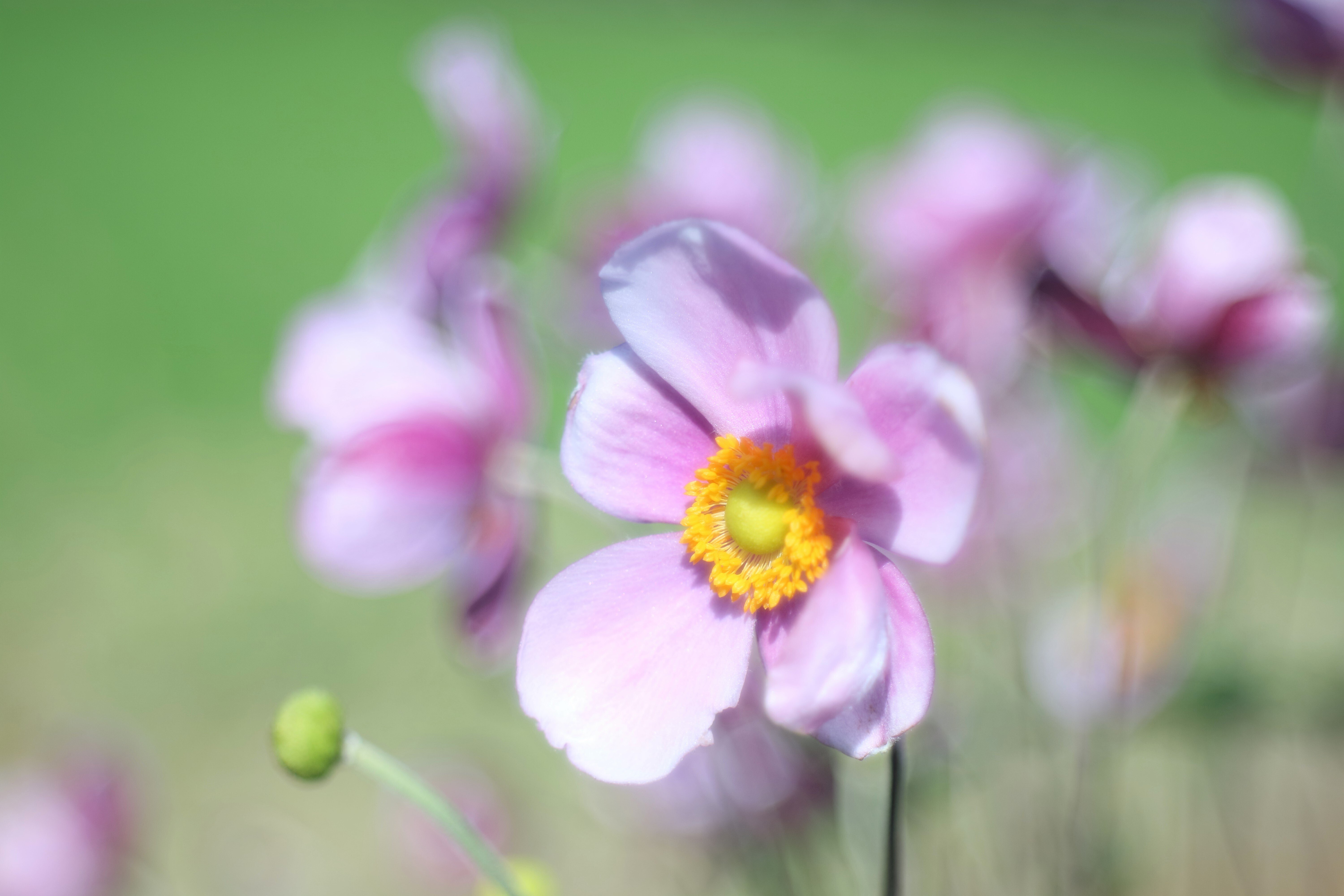 その他 Pentaflex color 50mm f2.8 Pentaflex 50mm f2.8 Color - Lens – Kamerastore