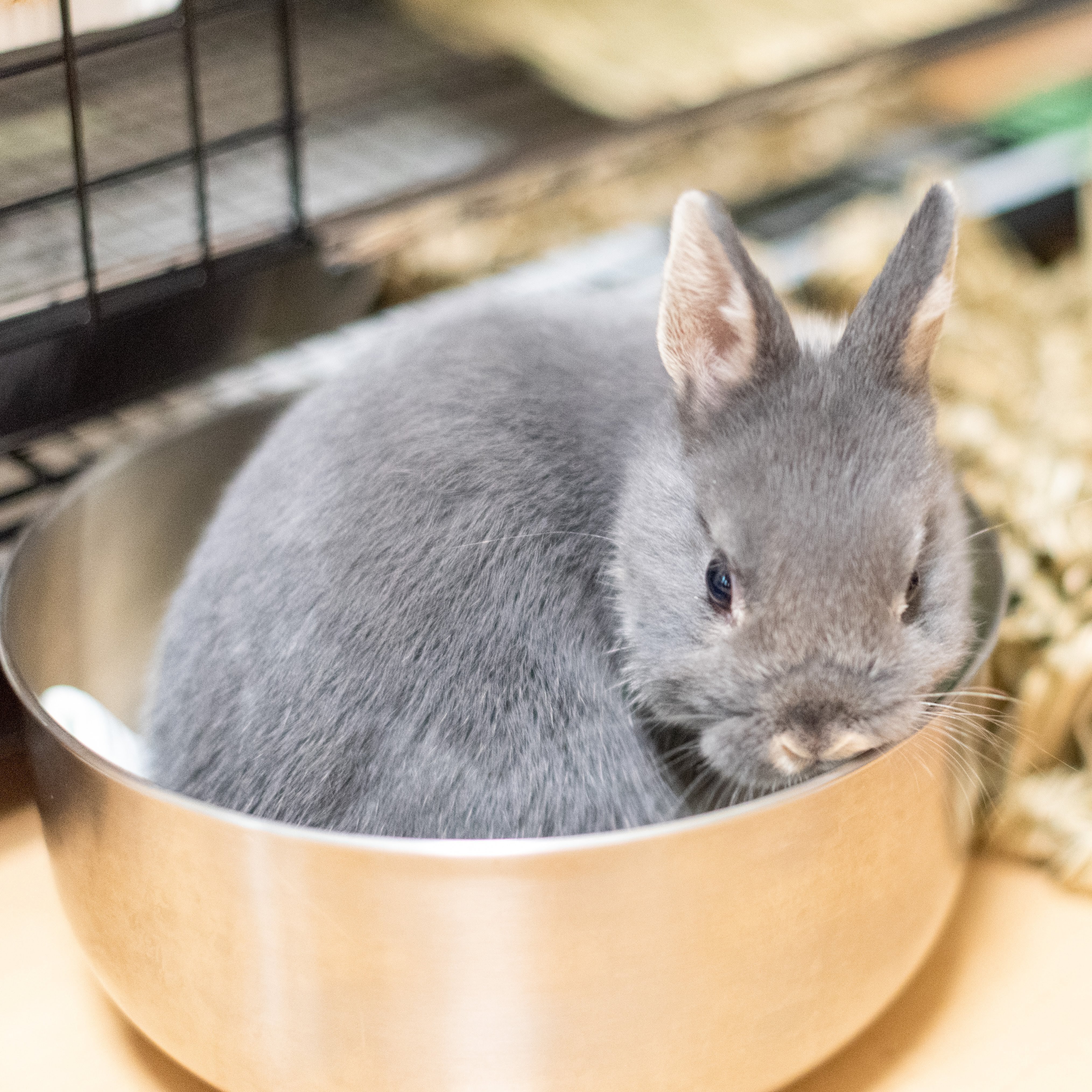 うさぎさんの体重を記録するためだけのWebアプリケーションを