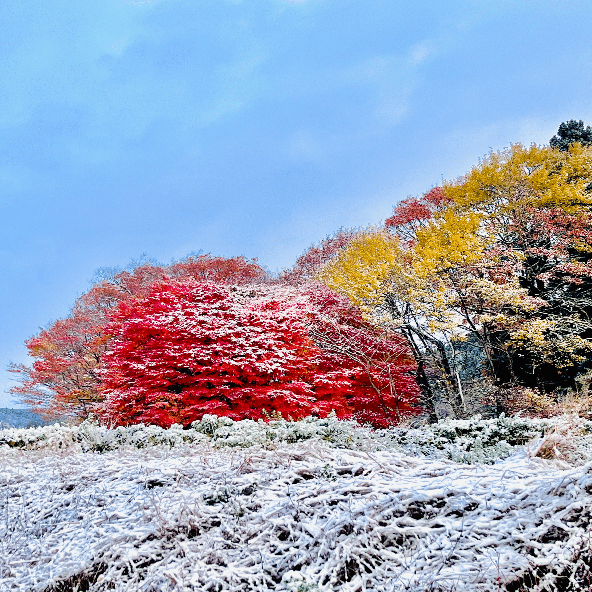 fall magc ing   秋の雪景色 雪景色 | GANREF