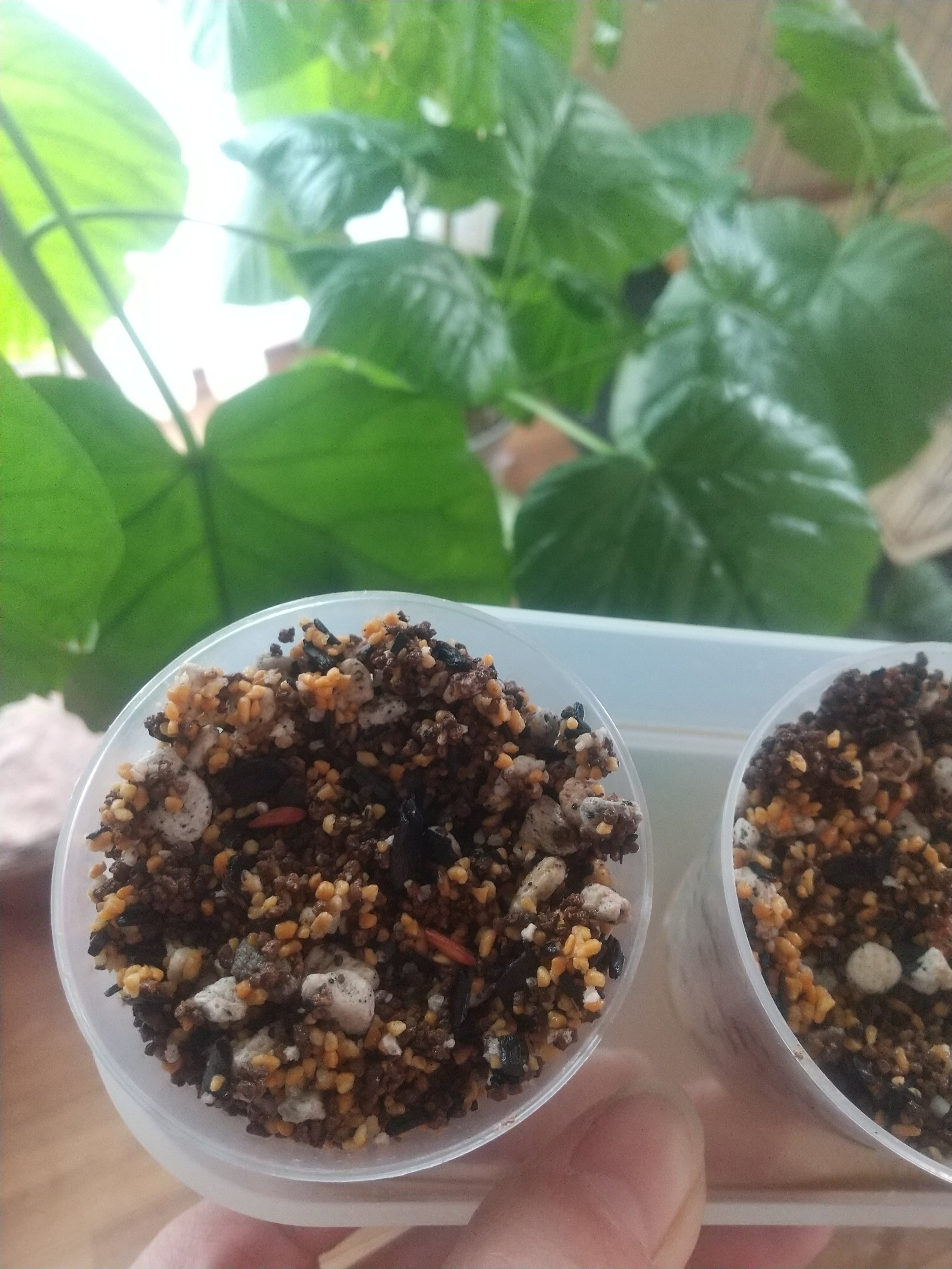 実生チャレンジ】出逢えても高いから播種してみよう【グラキリス】｜micyu