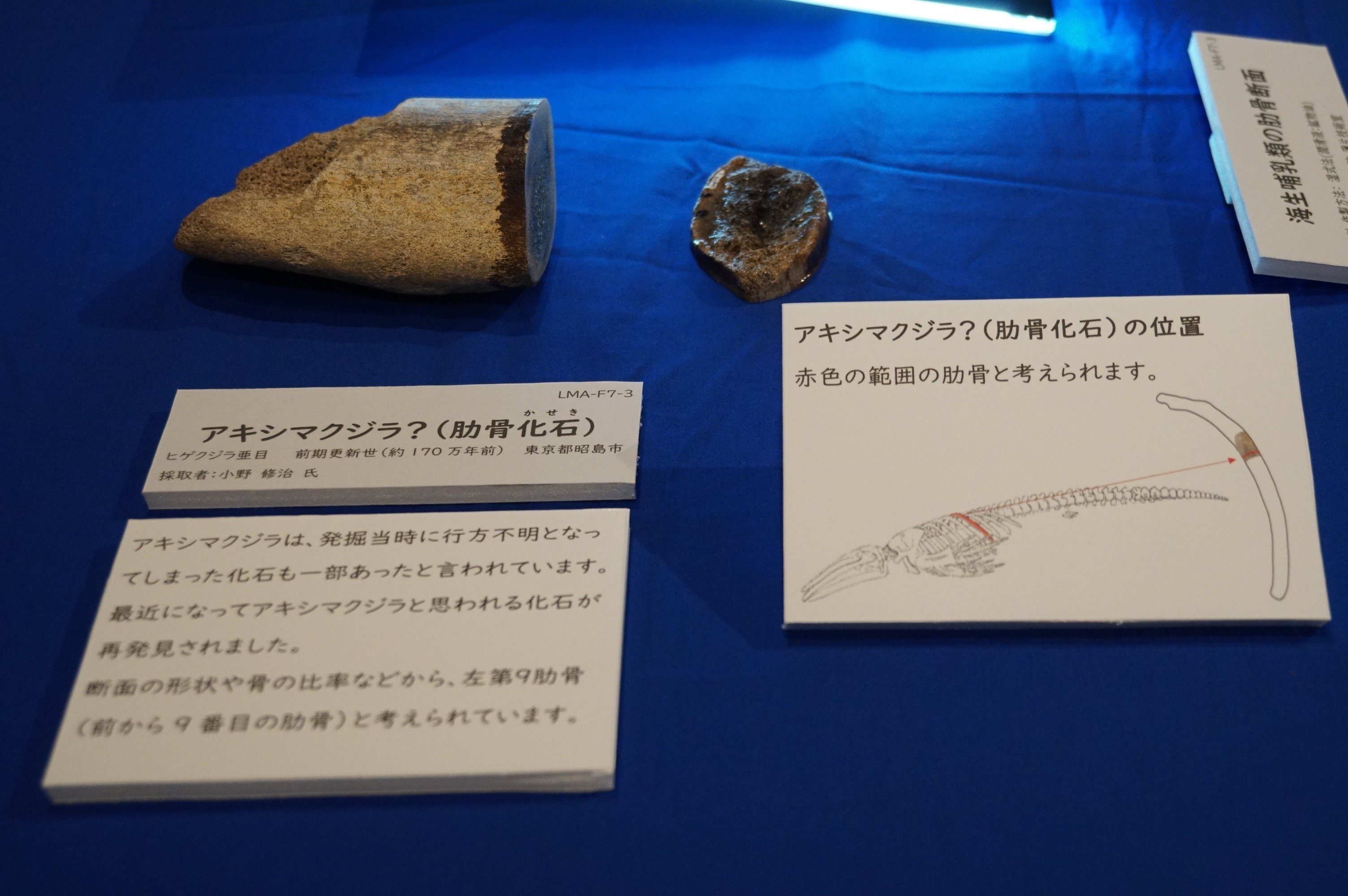古生物飼育小説Lv100 第八十八話をサイトに掲載しました(終盤は 古生物飼育小説Lv100 第八十八話をサイトに掲載しました(終盤は
