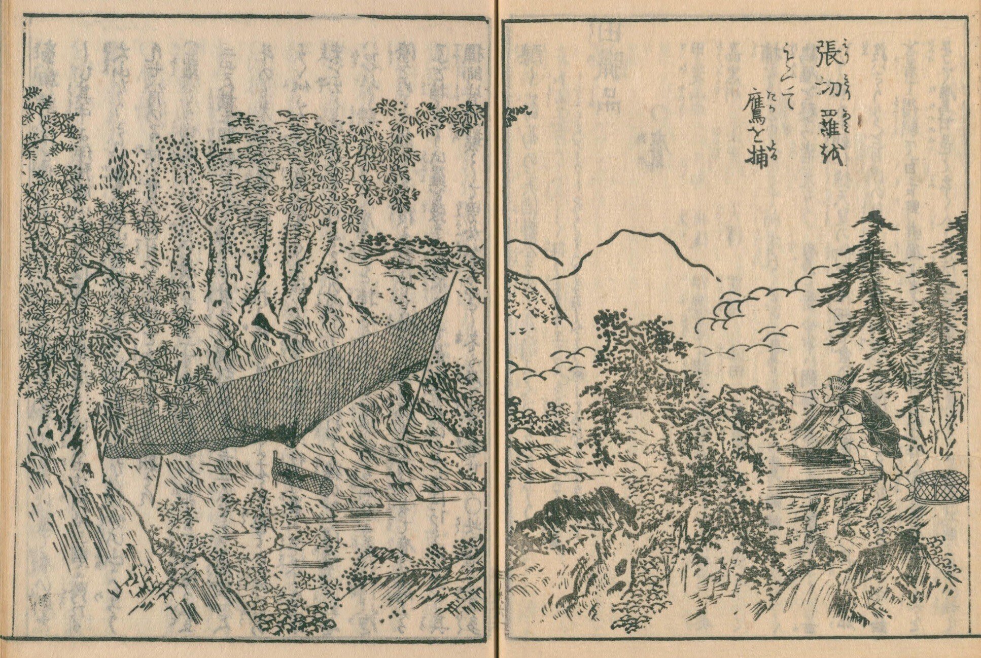 鷹（たか）｜mominaina