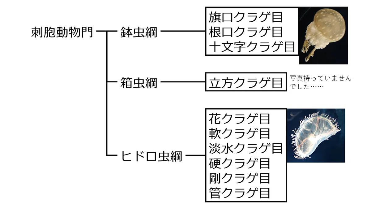 クラゲの基本的な分類と生活環について｜ぺんたん。