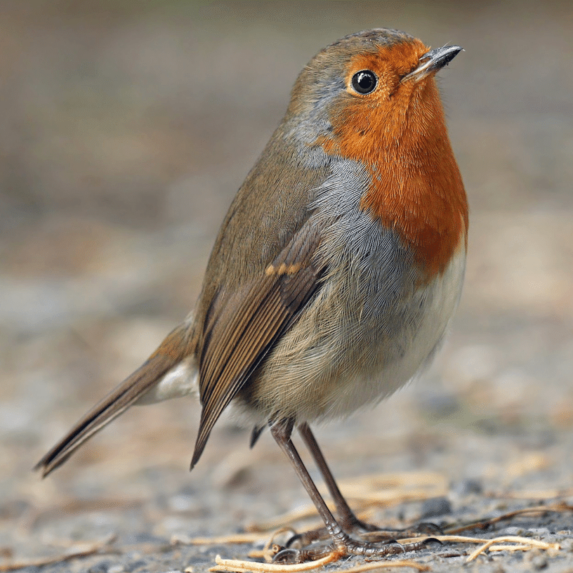 シカゴでバードウォッチング！】 Robin｜ローリー