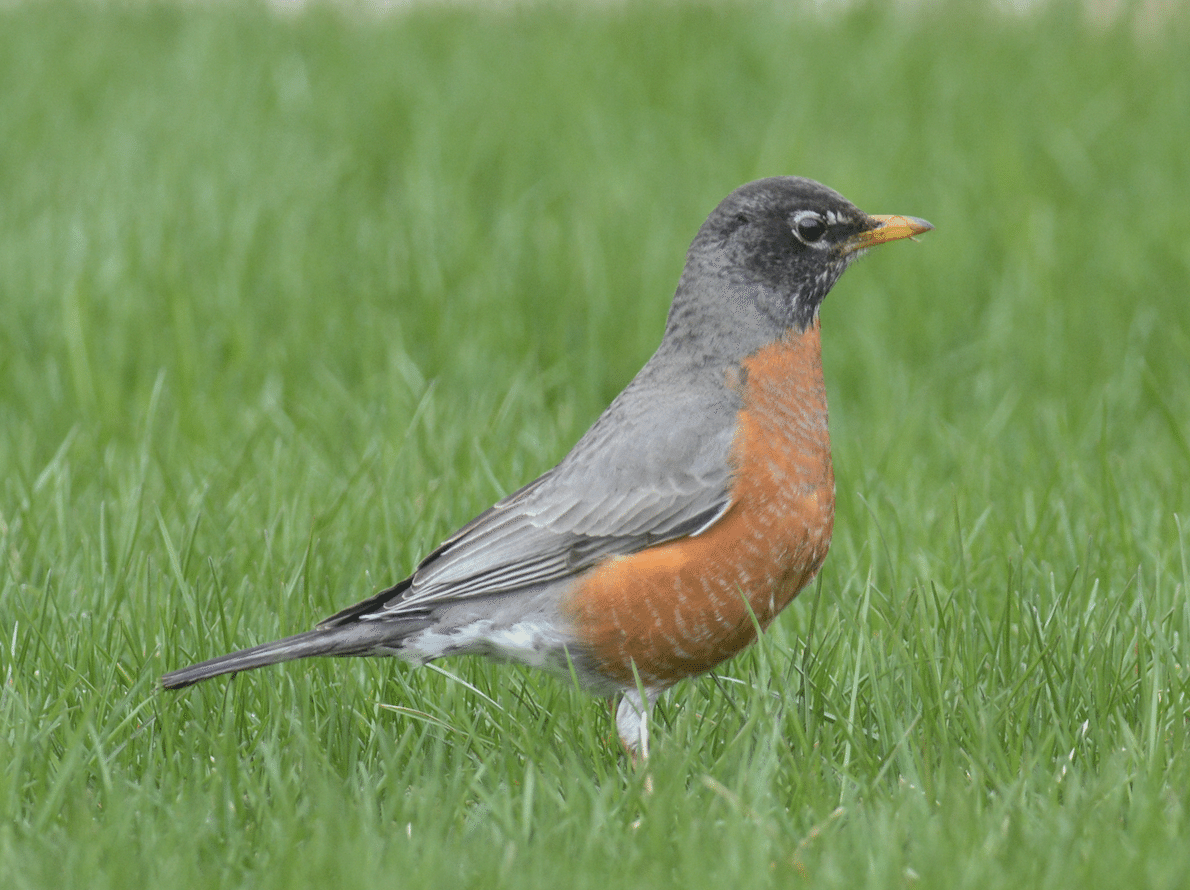 シカゴでバードウォッチング！】 Robin｜ローリー