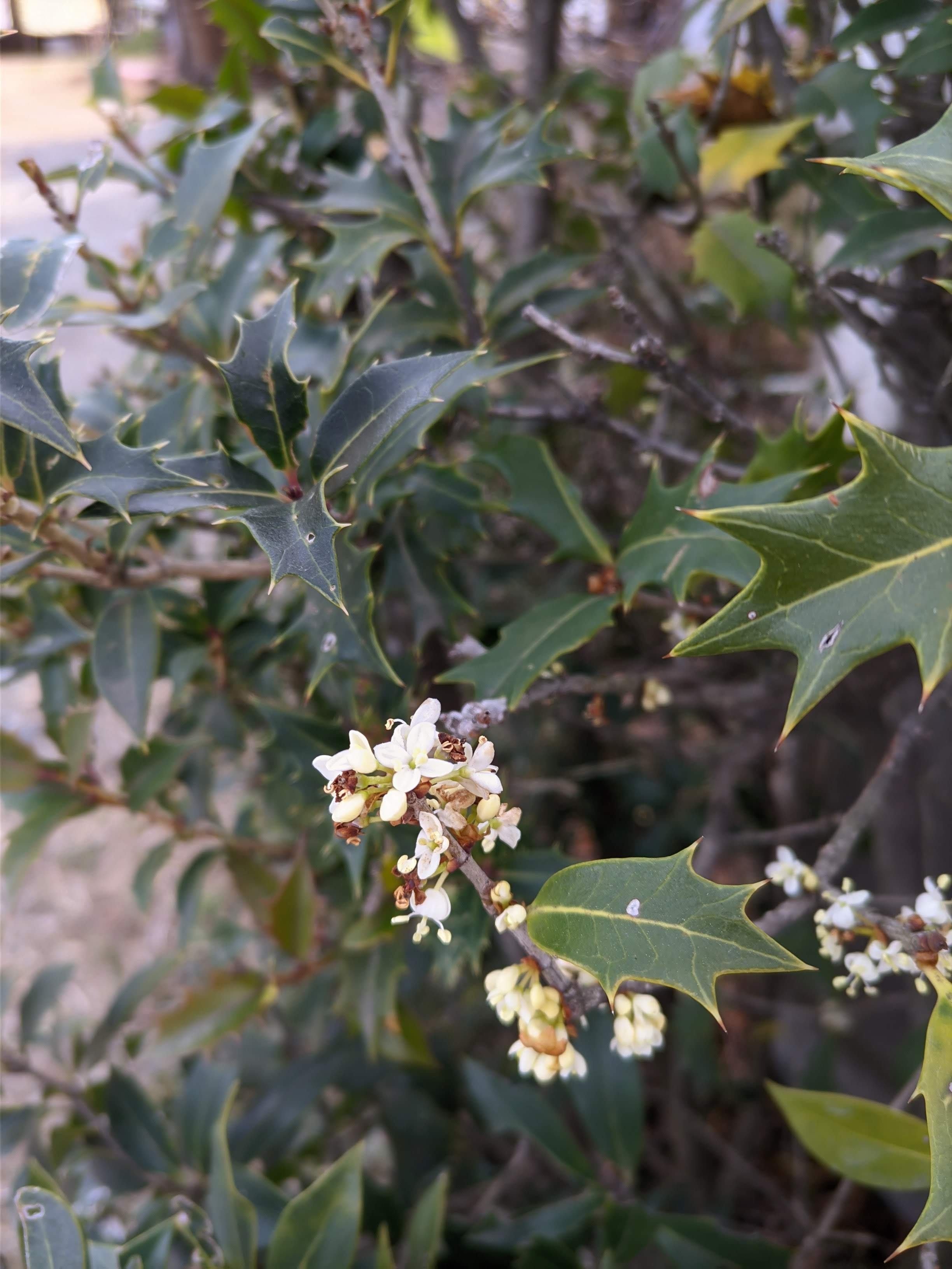 柊（ヒイラギ）🎄クリスマス🎅によせて｜湯じいじ👨‍🦳envspa