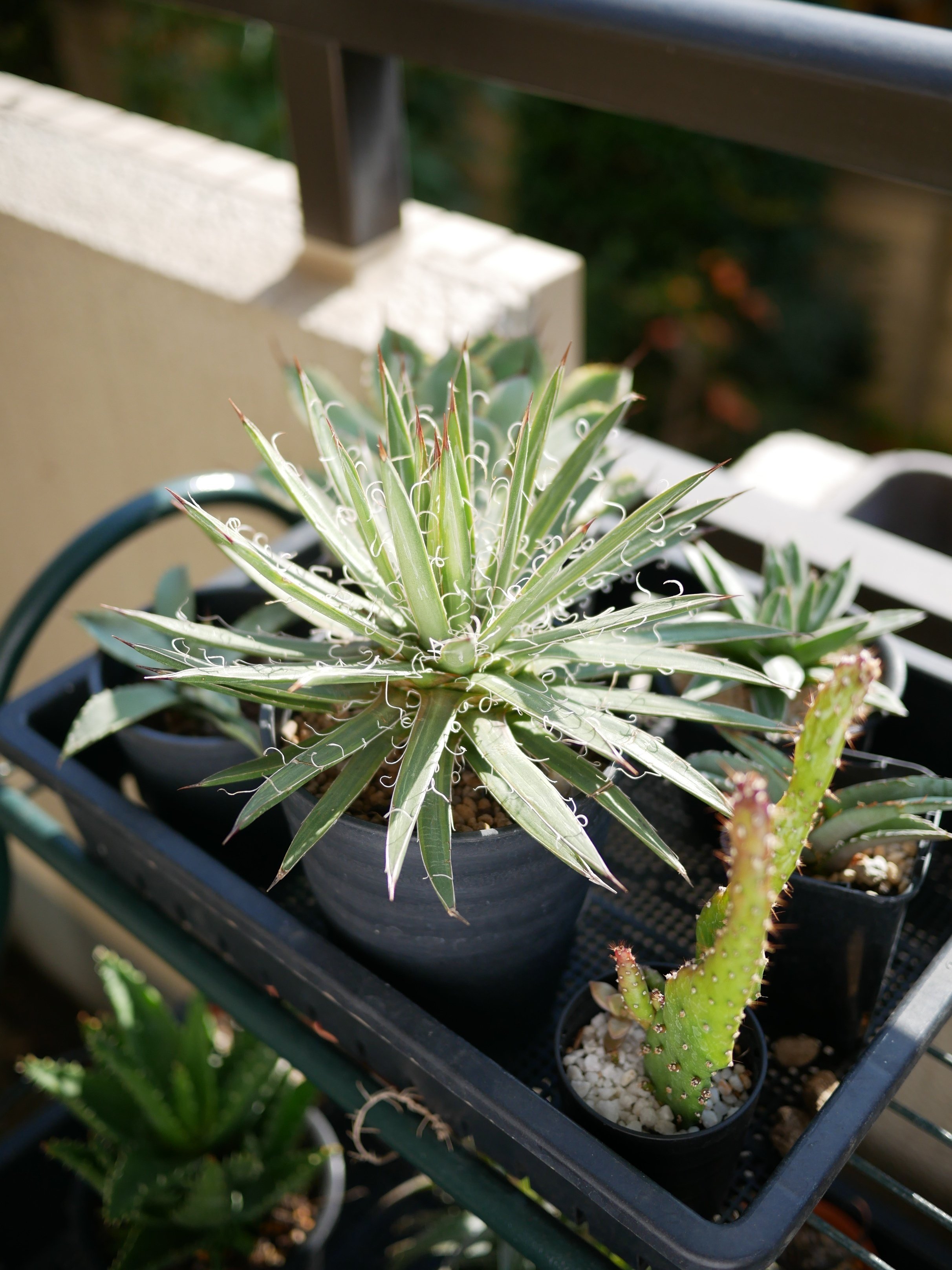 アガベ　USクローン/アリゾナ　中株　鉢付 アガベUSクローン アリゾナ 子株付き 【公式通販】