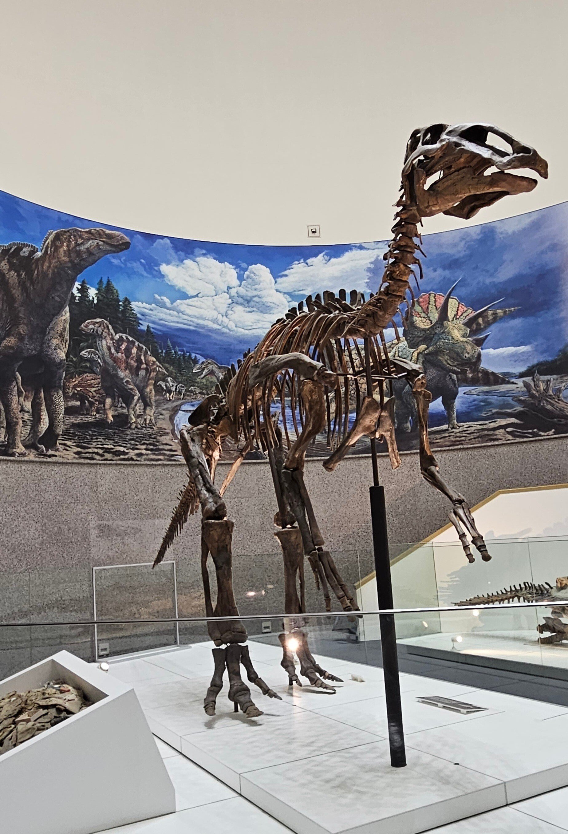 ✨大迫力✨ ティラノサウルス 恐竜の化石 頭骨 インテリア ジュラシックワールド ✨大迫力✨ ティラノサウルス 恐竜の化石 頭骨 インテリア