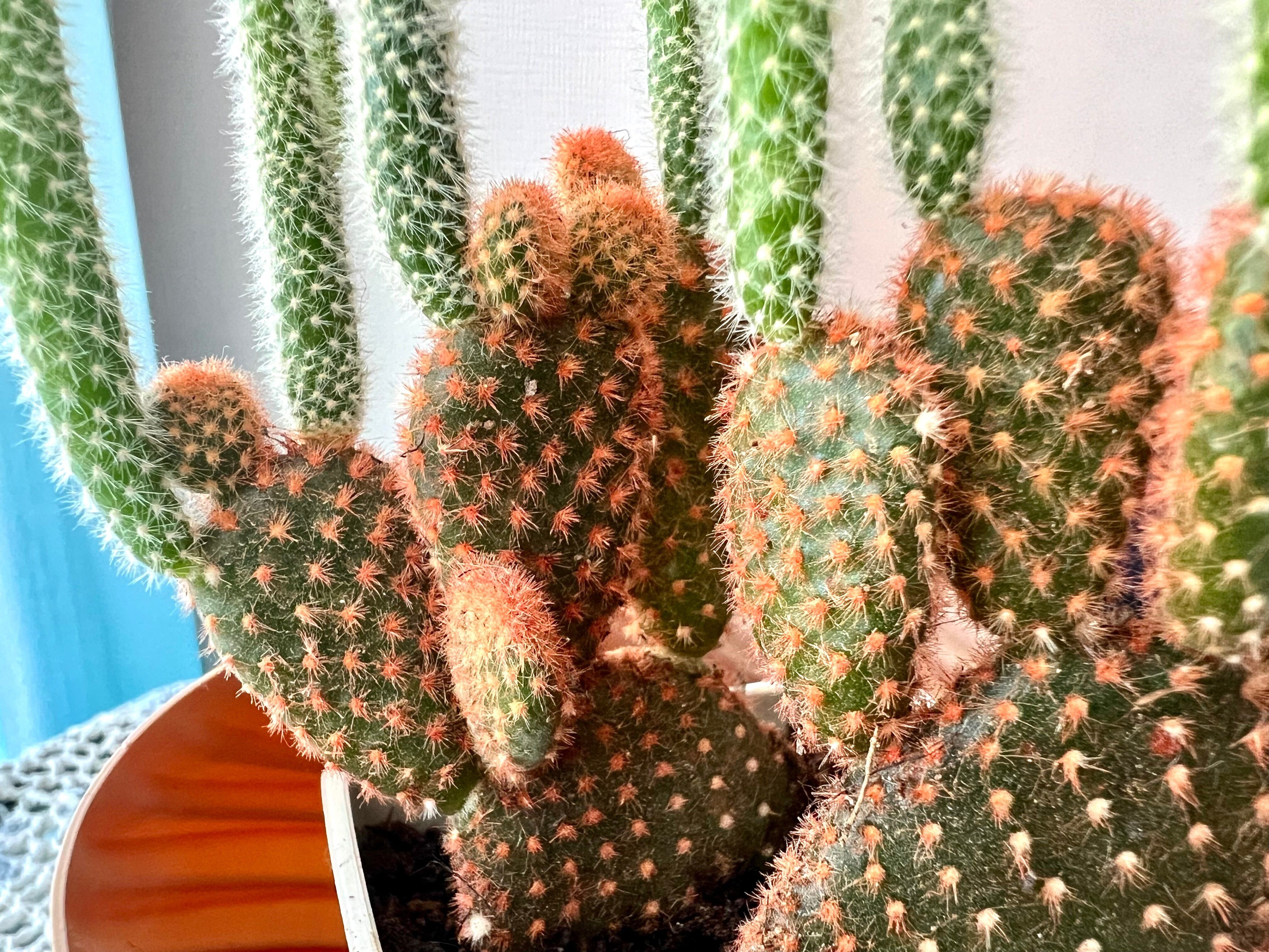 着色されていても可愛いサボテン｜solitude 普通の生活