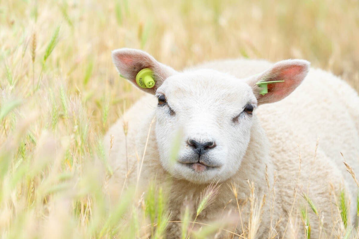 ネパール産 ヤク(山羊)の骨でできた★マニ車★ ネパール工芸品｜大阪の仏像販売なら仏像専門店 多羅堂