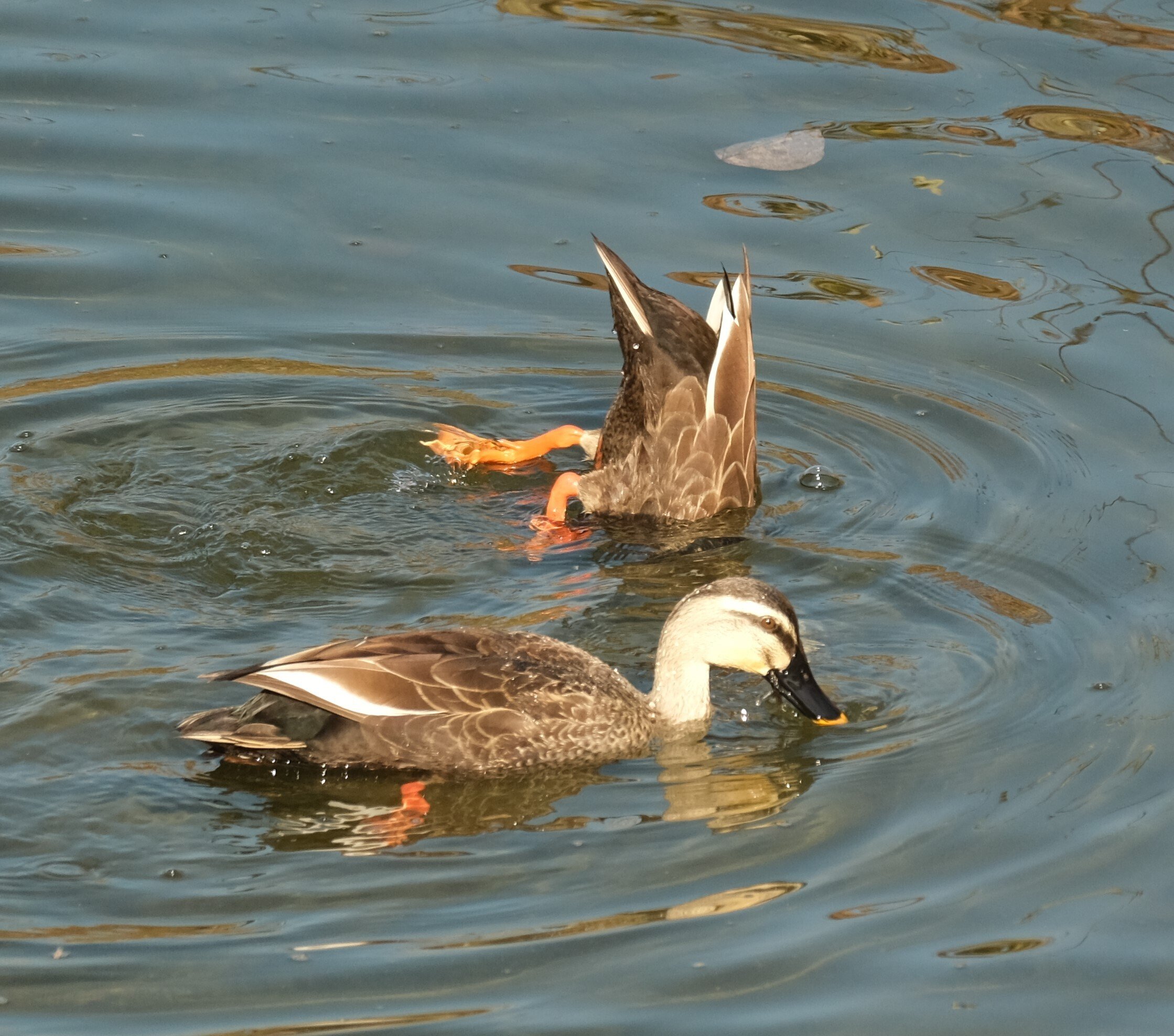 高槻・芥川で野鳥撮影 カモ編｜尾辻かな子