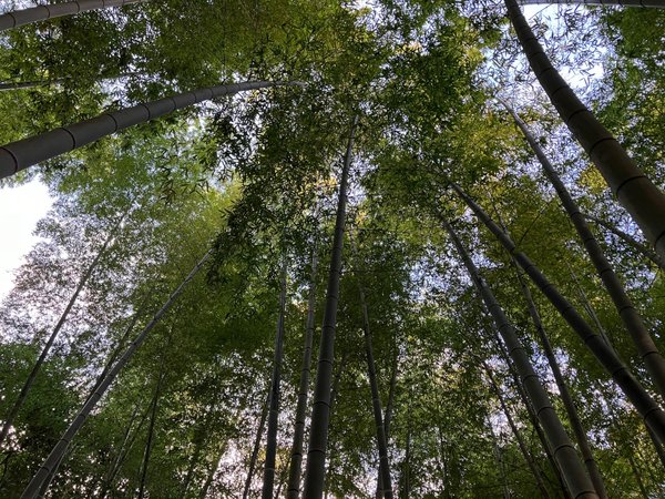 竹林区域