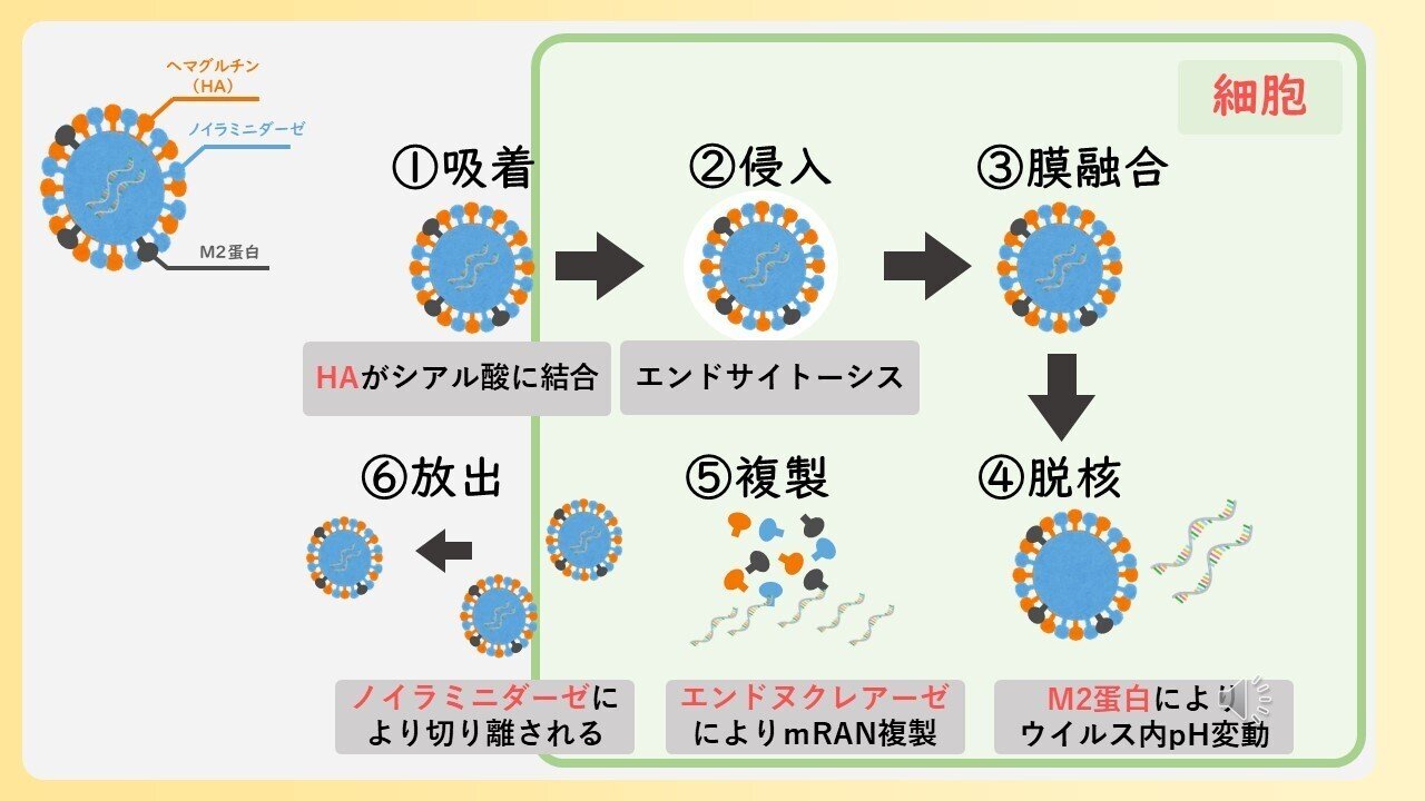 えんどう 薬理・病態・薬物治療 I, II 第111回国試対策参考書 〔改訂第15版〕⑤薬理・病態・薬物治療Ⅰ