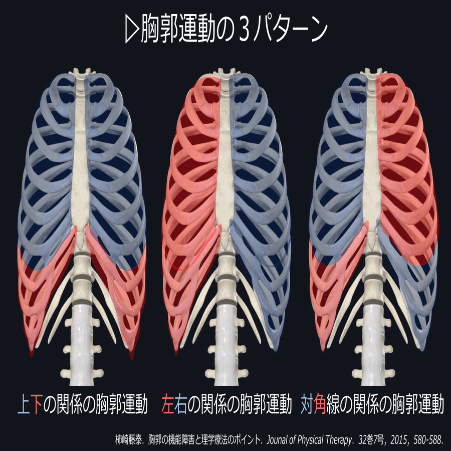胸郭運動 システムの再建法 理学療法 DVD3枚組 Amazon.co.jp: 胸郭運動
