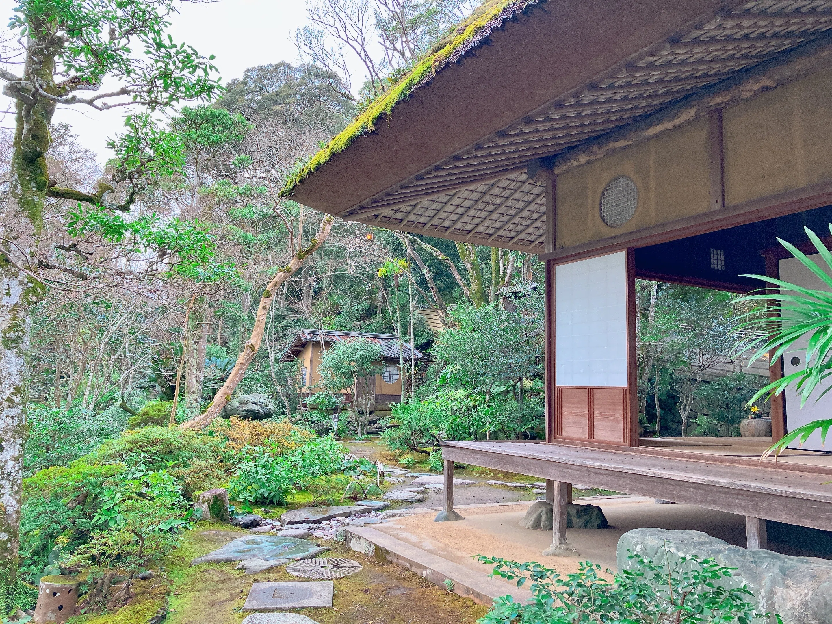 門構赤松！樹齢50年！