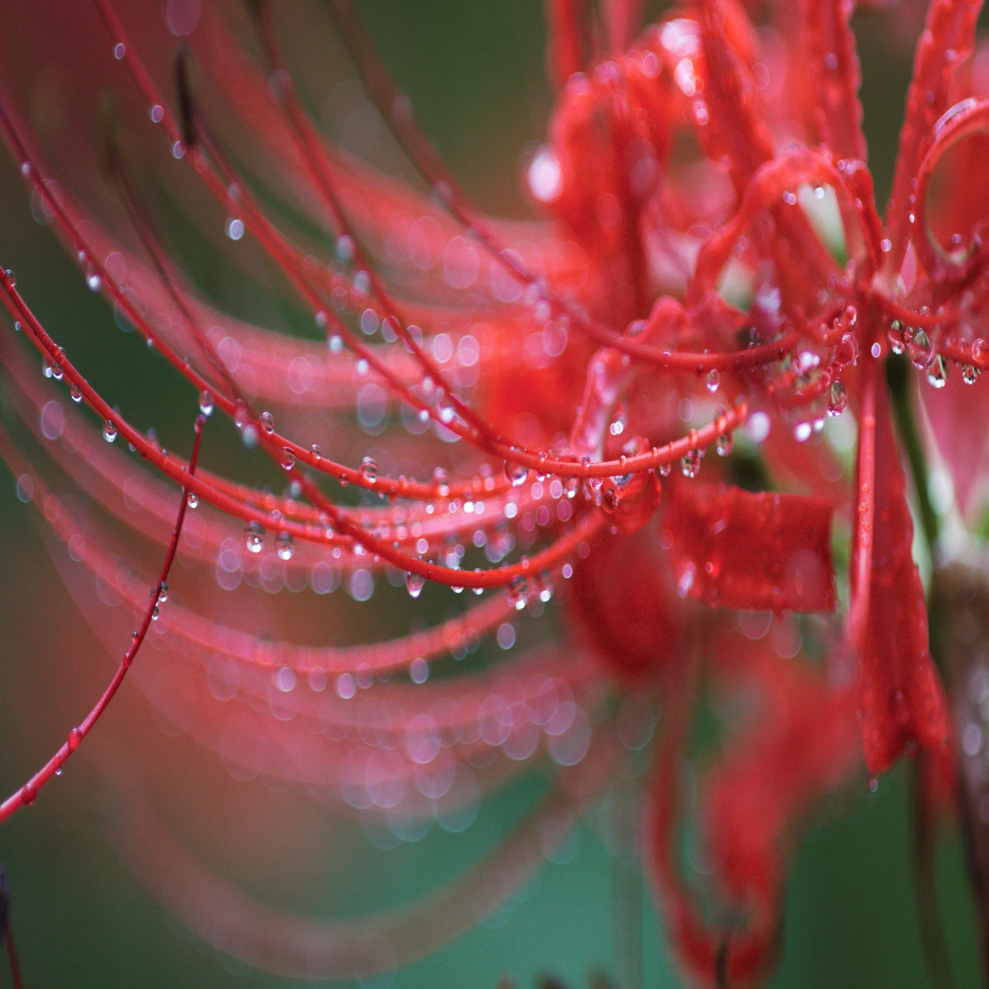 レンズの話をしよう ⑦〜【剃刀の切れ味】トキナー AT-X Macro 90mm F2 