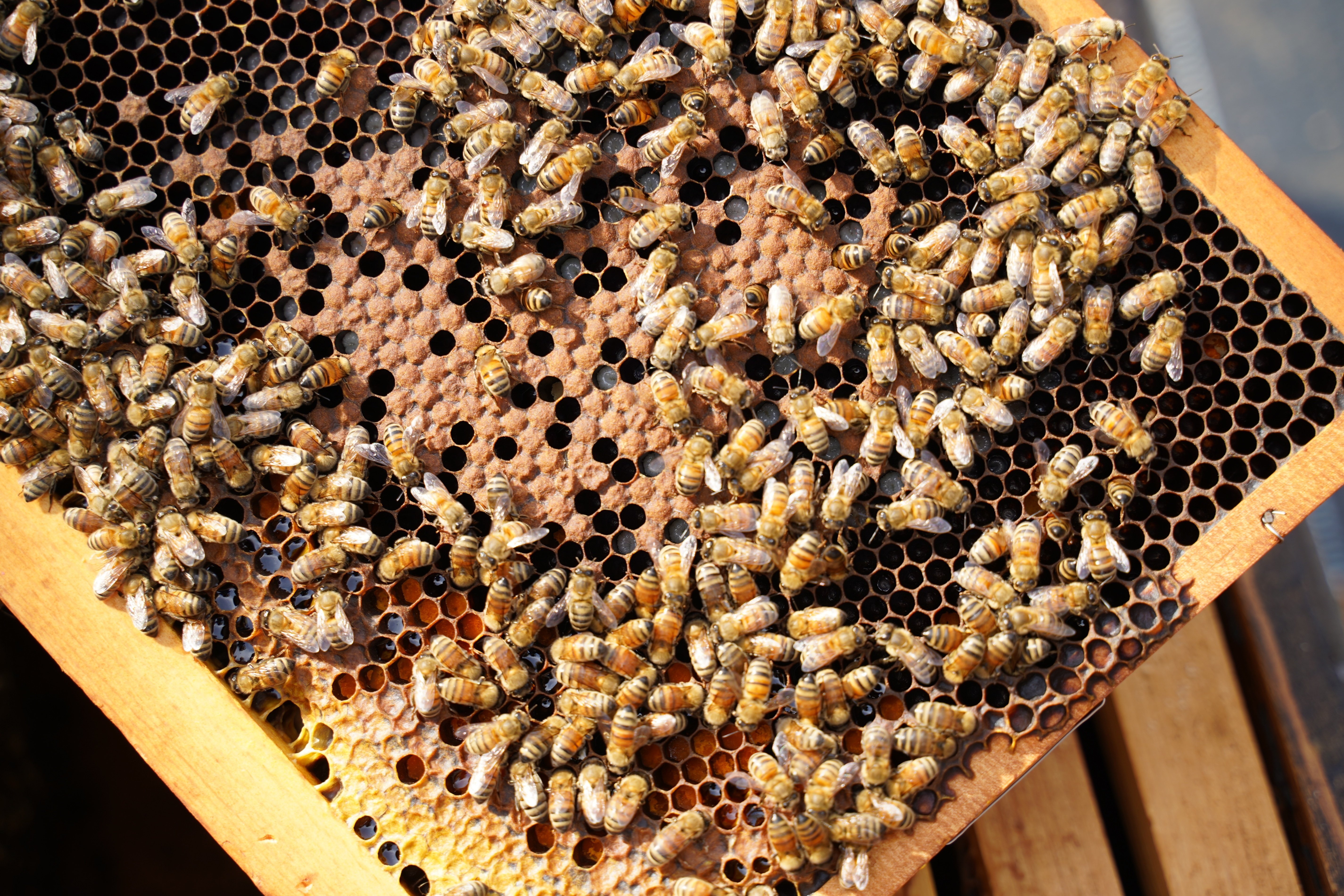 ハチミツ食べてBEE HAPPY！【浜松ミクロ散歩「ハチミツ」前編】｜浜松