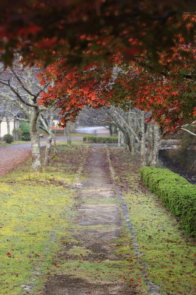 秋の光景　紅葉の色と芝の緑と色が溢れてます。