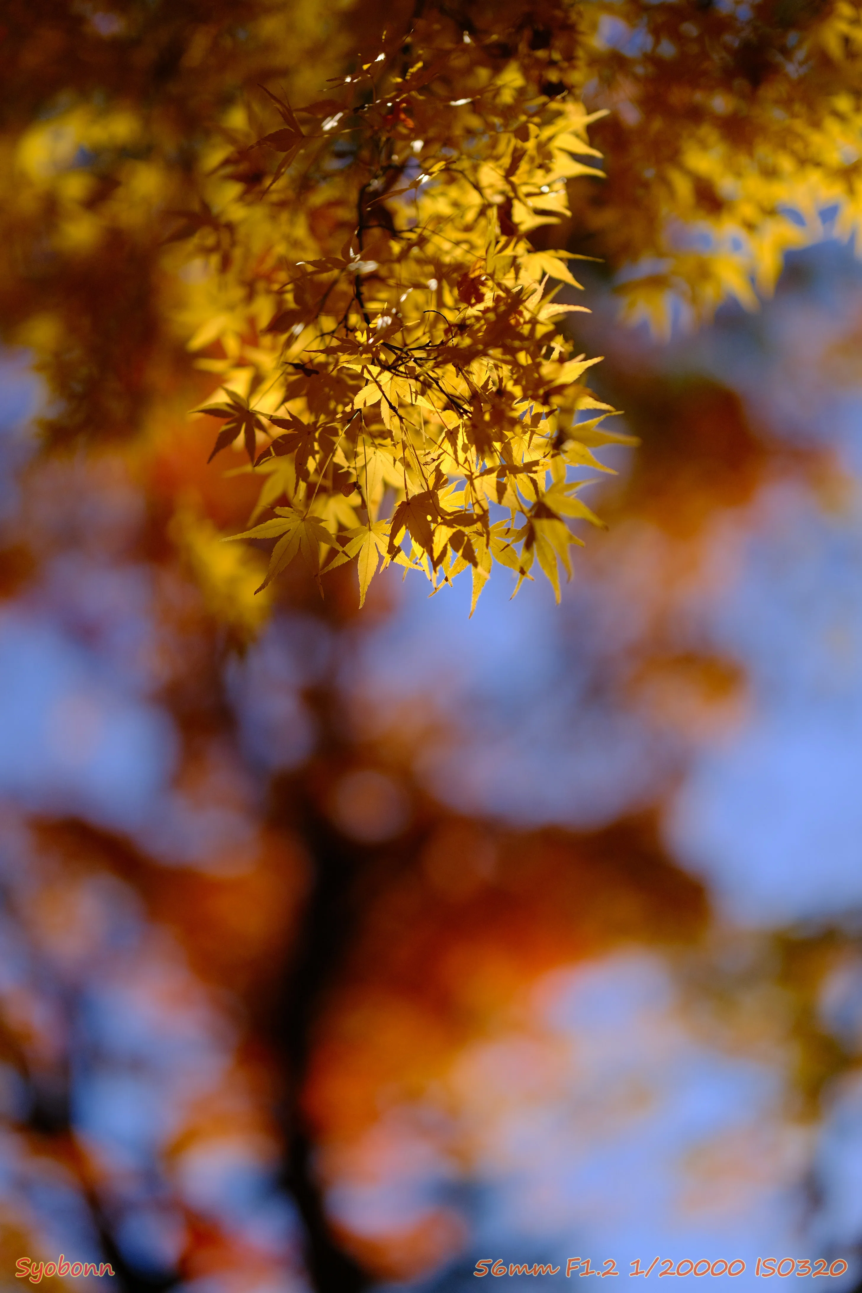 X-E4とXF56F1.2WRで撮る平林寺の紅葉 #050_2312｜(´・ω・｀)