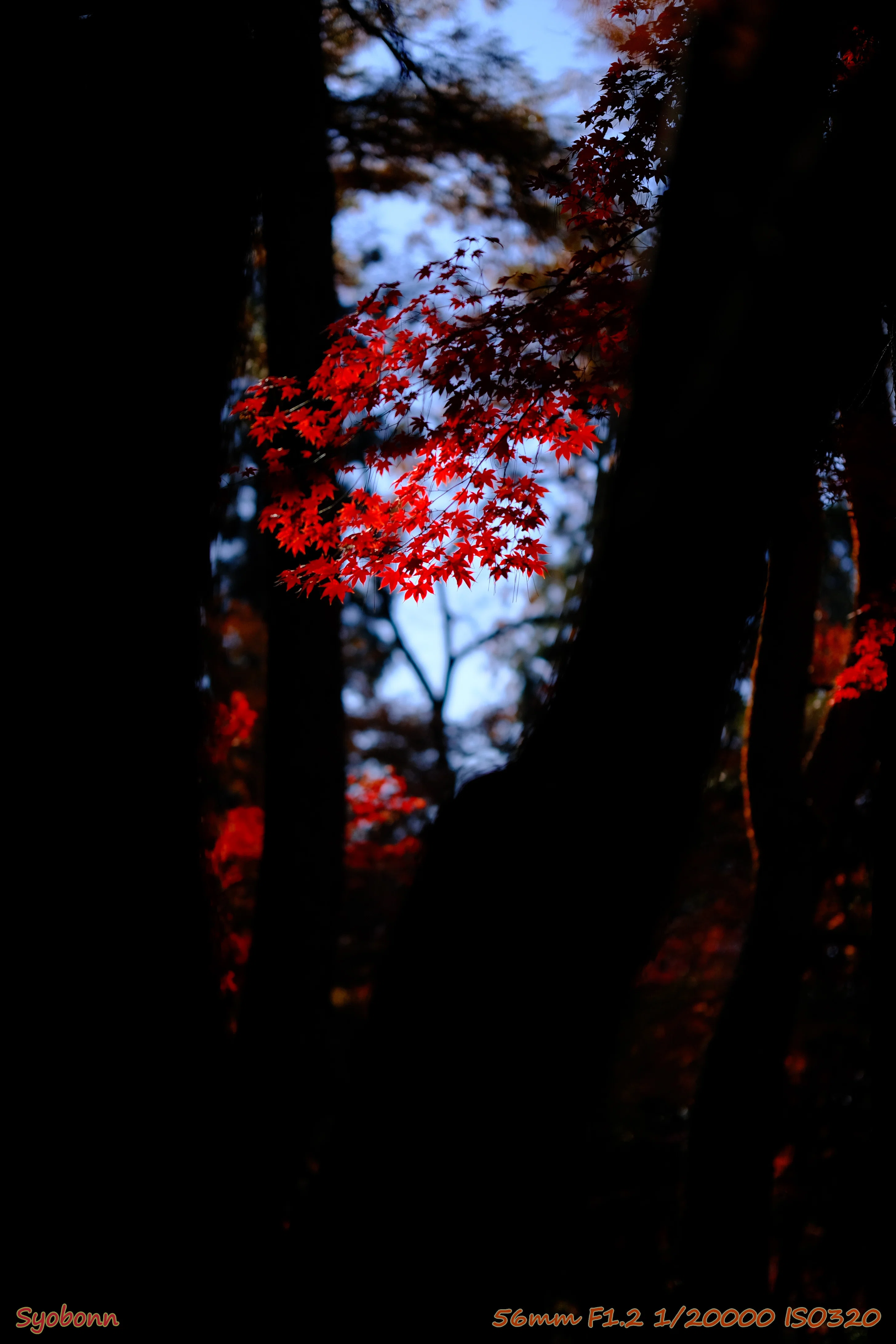 X-E4とXF56F1.2WRで撮る平林寺の紅葉 #050_2312｜(´・ω・｀)