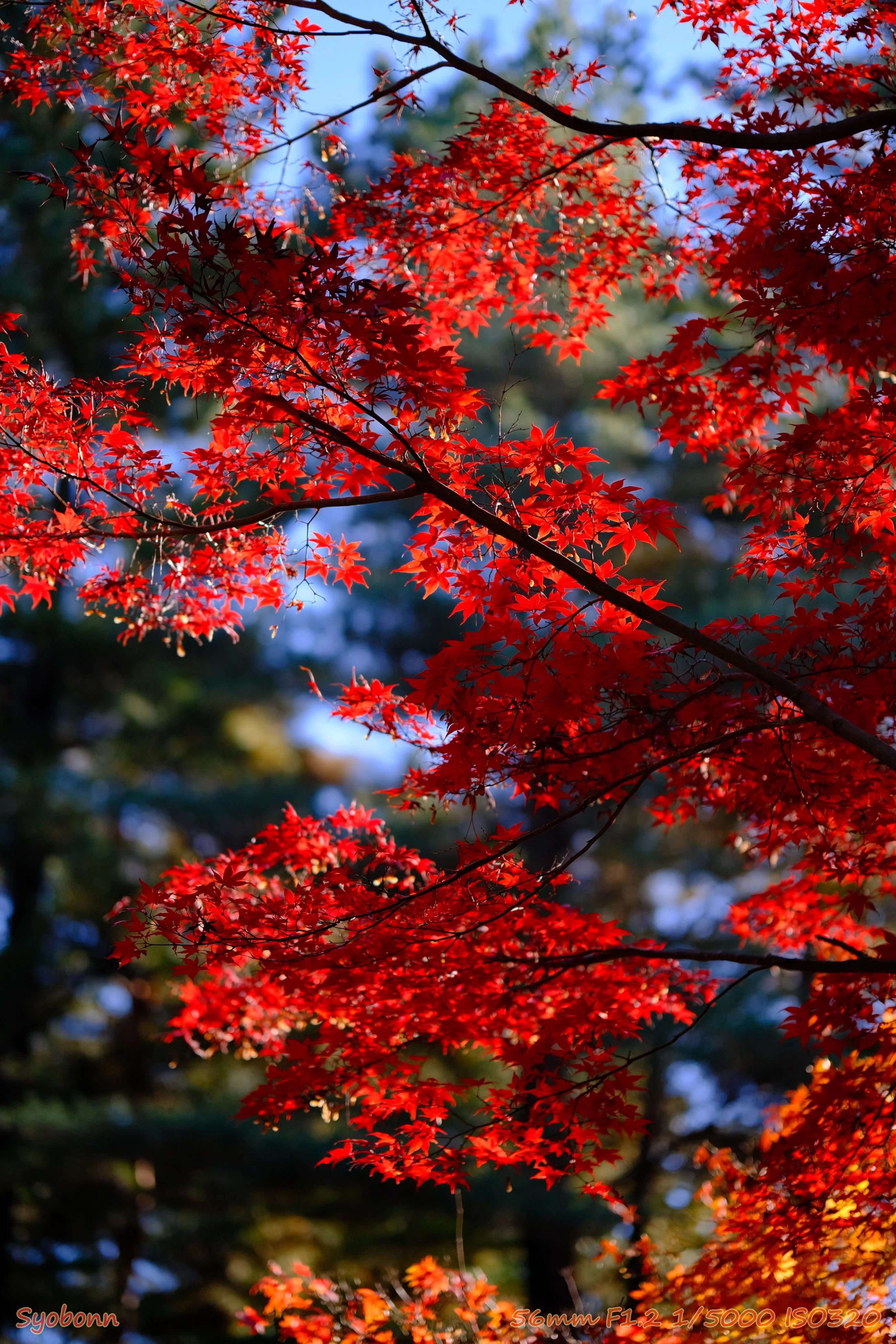 X-E4とXF56F1.2WRで撮る平林寺の紅葉 #050_2312｜(´・ω・｀)