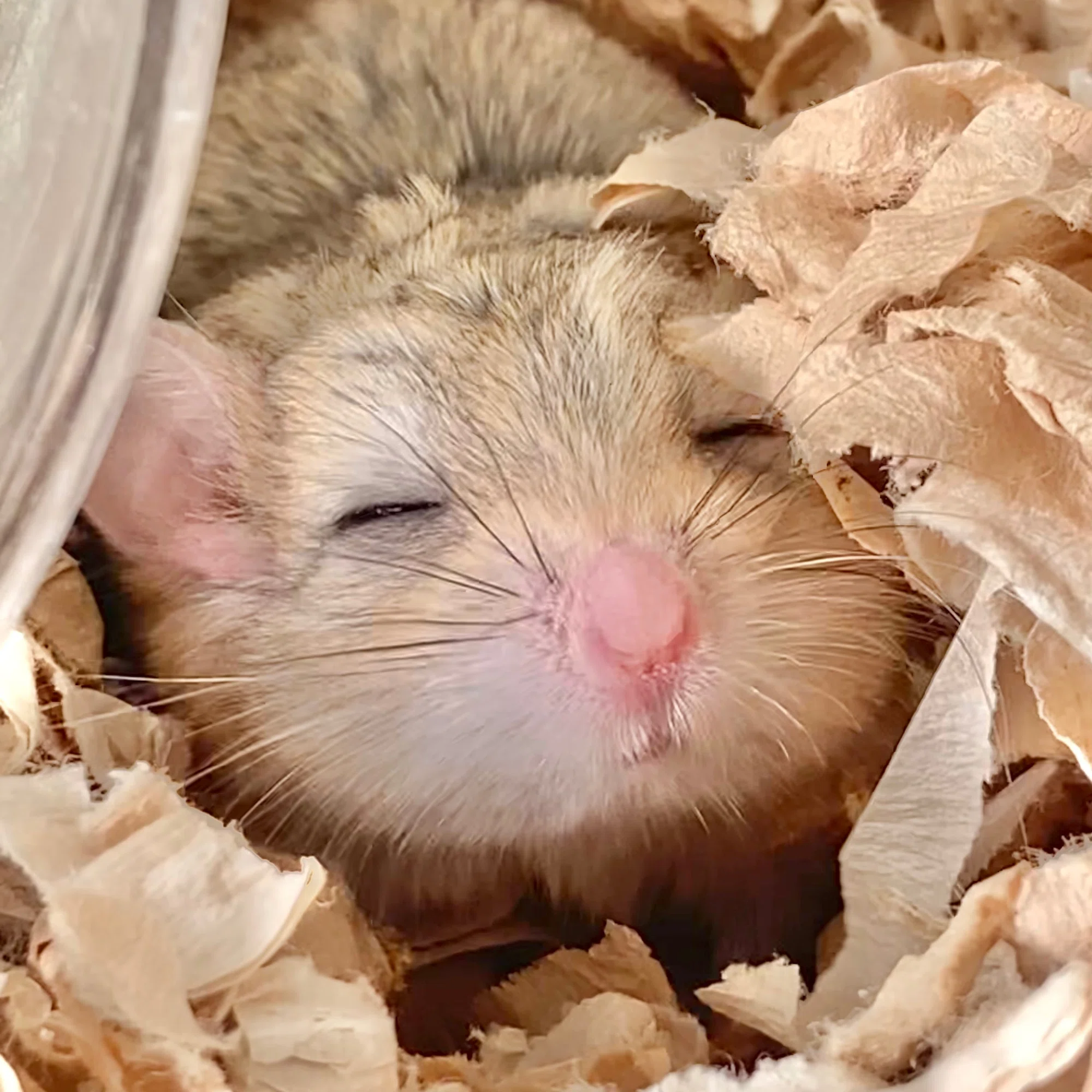マカロニ マウス 飼い 方