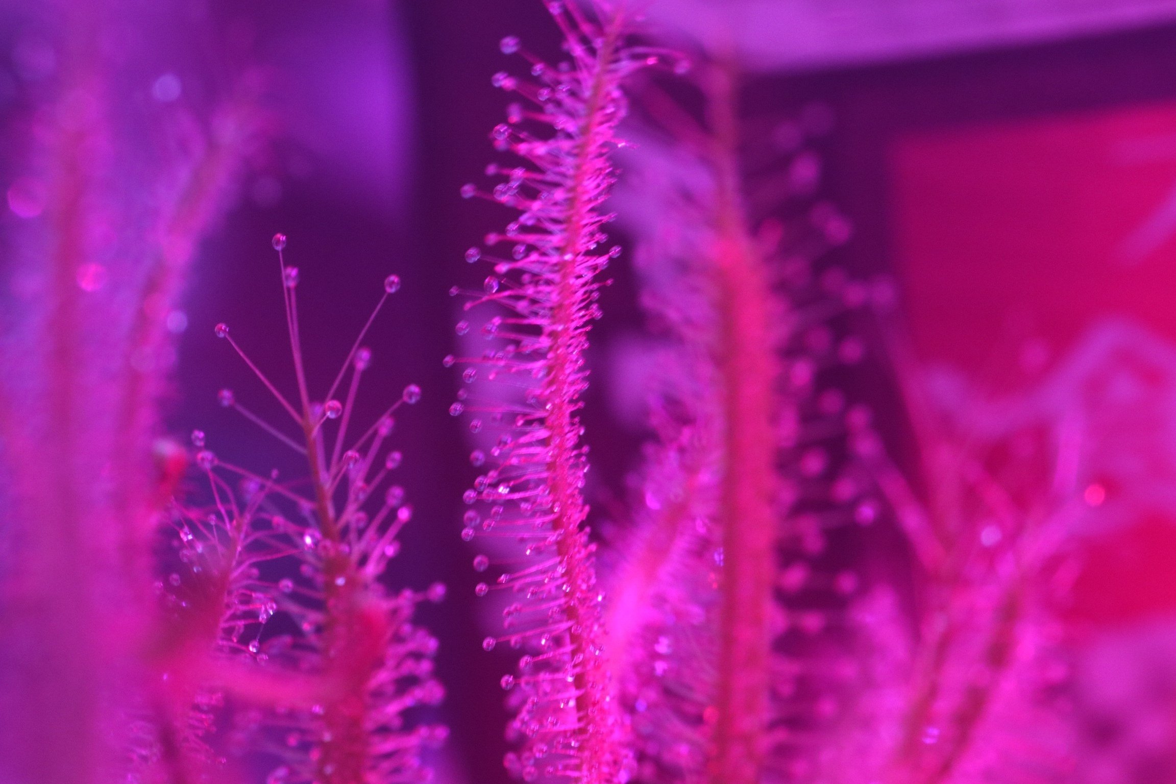 レンズの話をしよう ⑦〜【剃刀の切れ味】トキナー AT-X Macro レンズの話をしよう ⑦〜【剃刀の切れ味】トキナー AT-X Macro