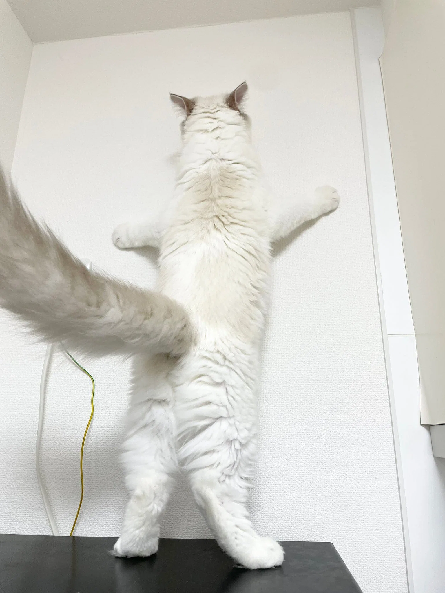 逃げ場がない猫の後ろ姿が完全にフレンドパーク！電子レンジに登って怒
