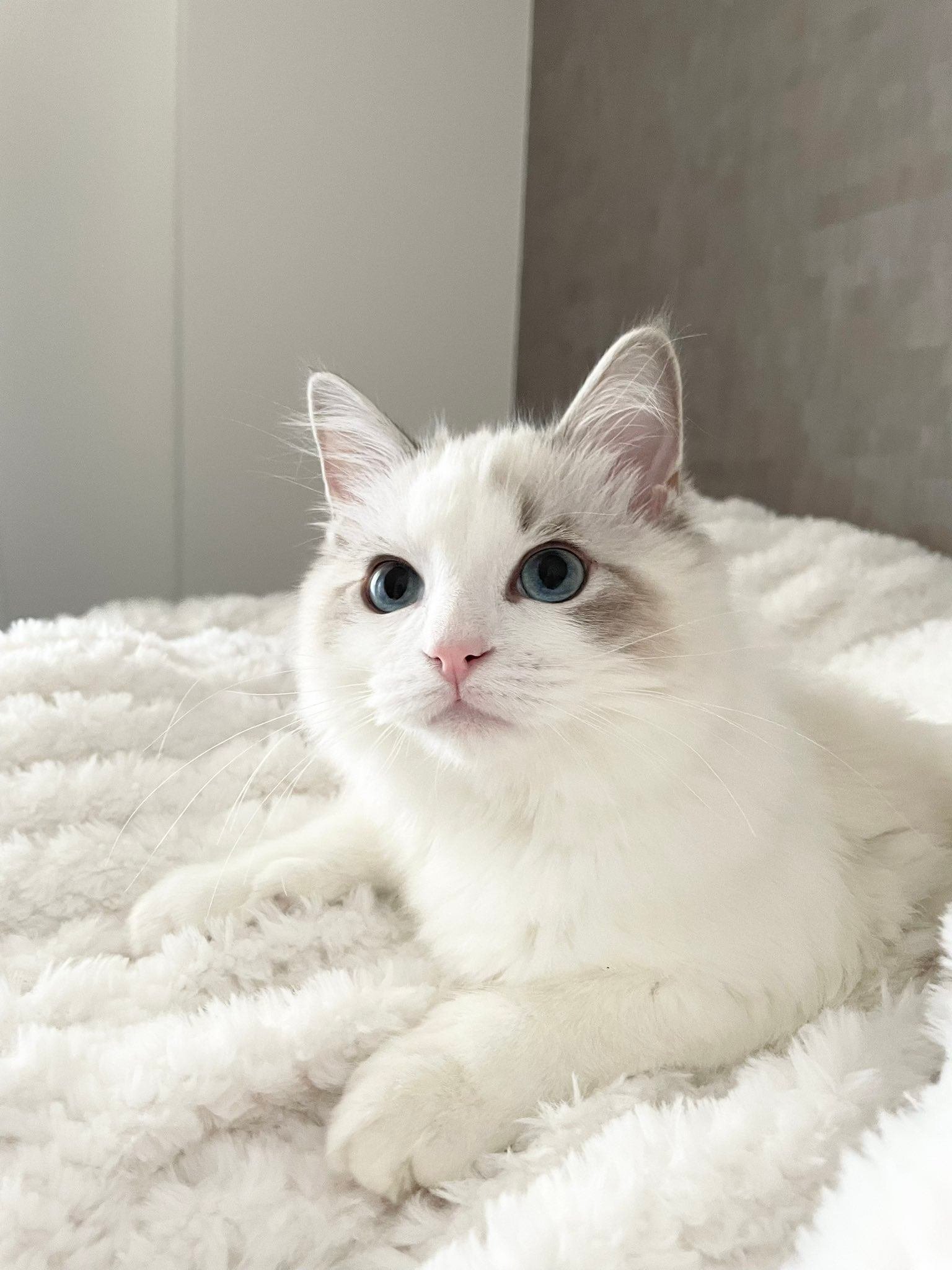 ハ*ビ様 komugi様✾ラグドールねこちゃん アートドール komugi様 ハ*ビ様 komugi様✾ラグドールねこちゃん アートドール komugi様