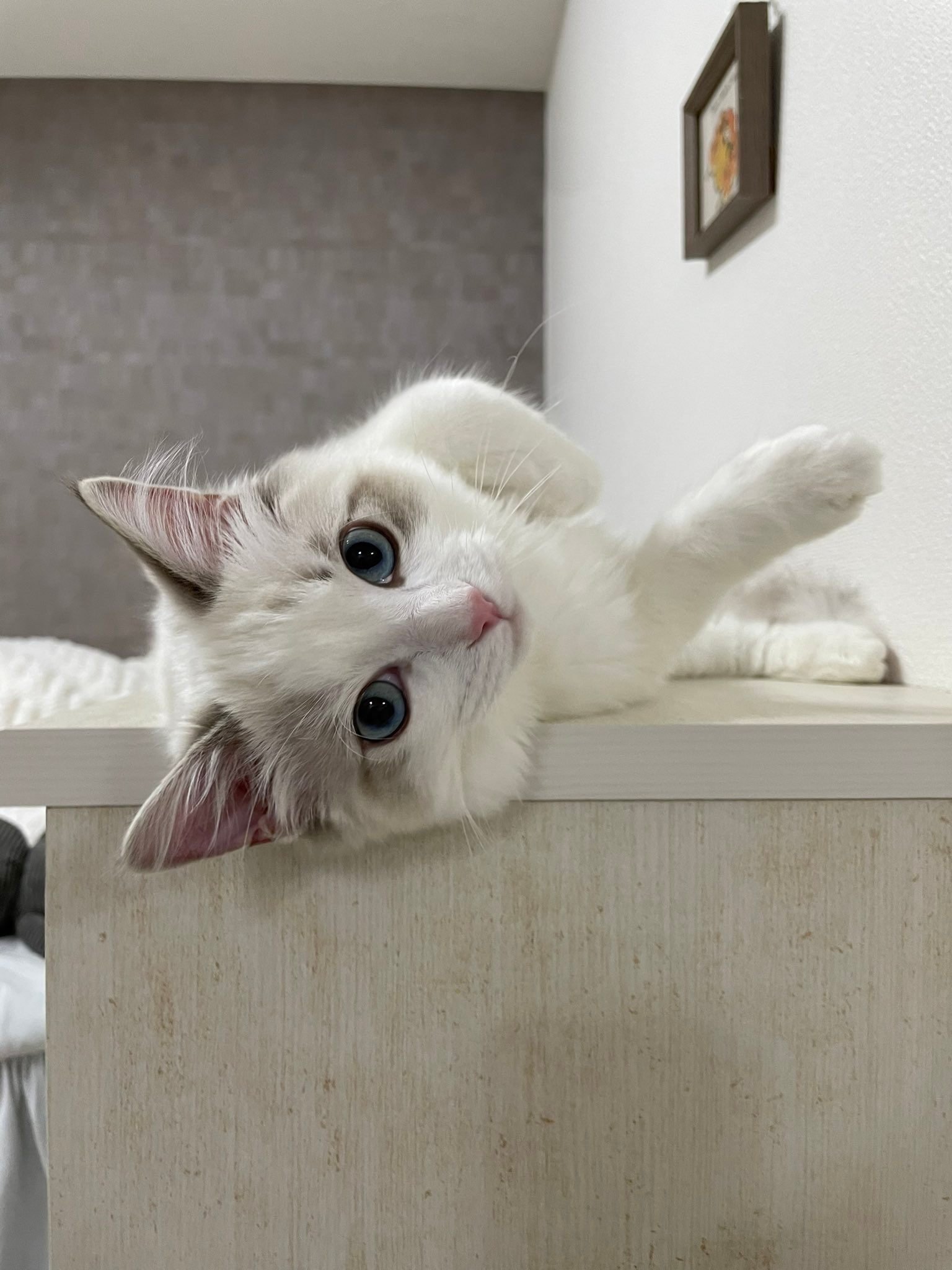 逃げ場がない猫の後ろ姿が完全にフレンドパーク！電子レンジに登って怒