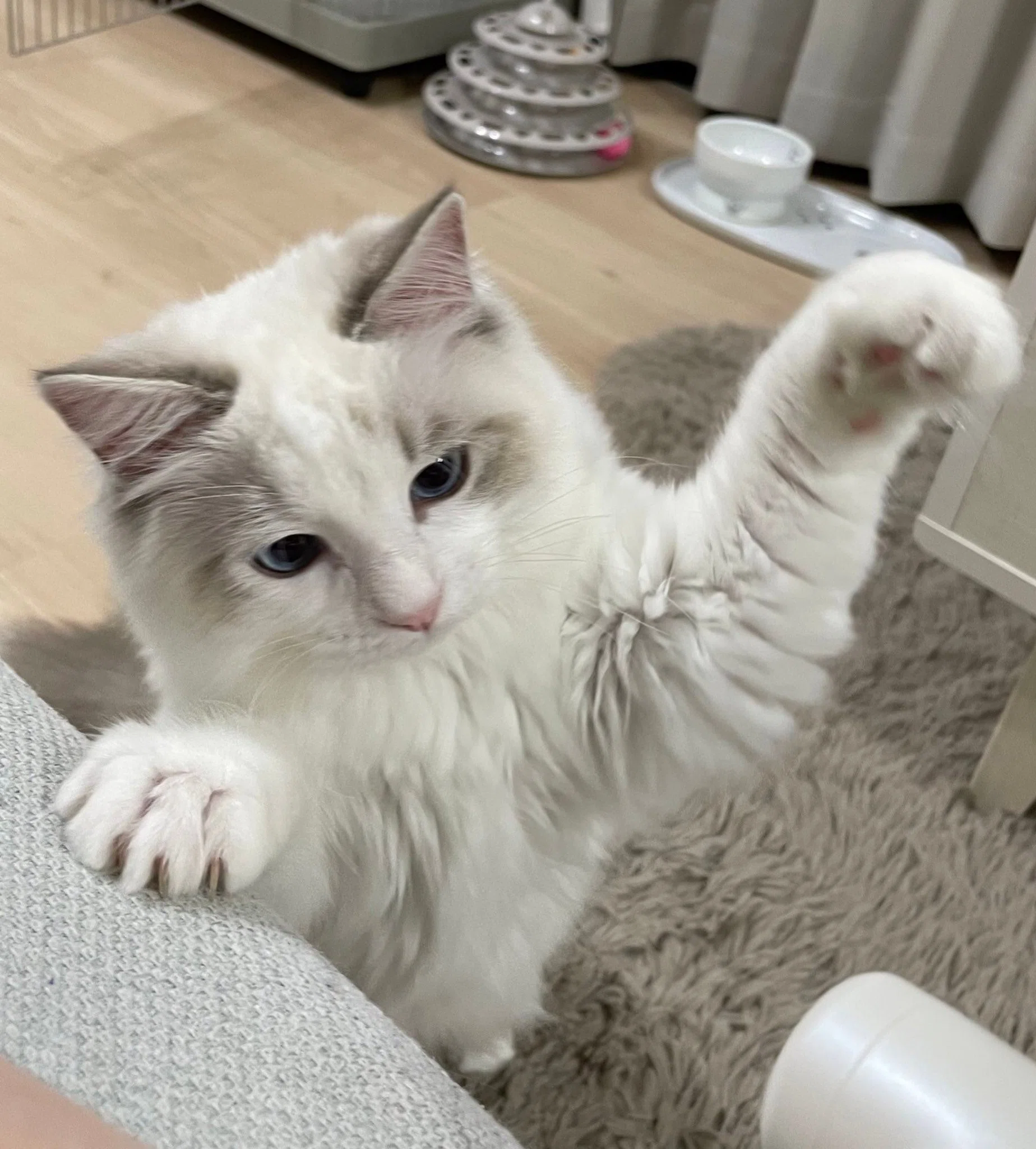 逃げ場がない猫の後ろ姿が完全にフレンドパーク！電子レンジに登って怒