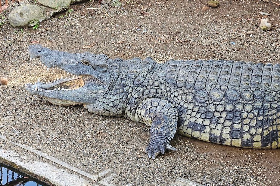 The Lost Universe 古代の巨大ワニ③巨大クロコダイル｜美原さつき