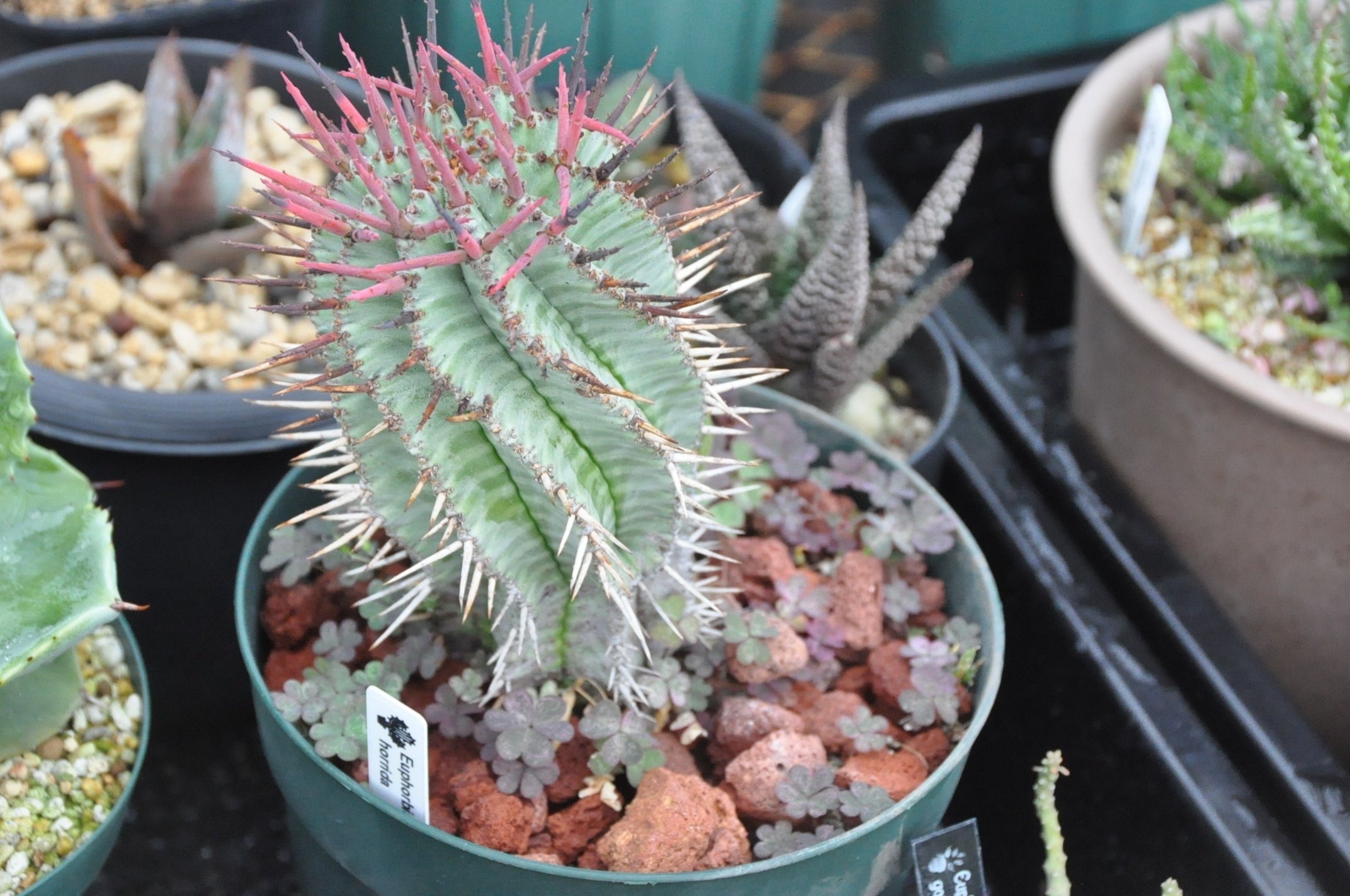 【おしゃれ】 ユーフォルビアのトゲものたち1｜KKGREEN その他多肉植物