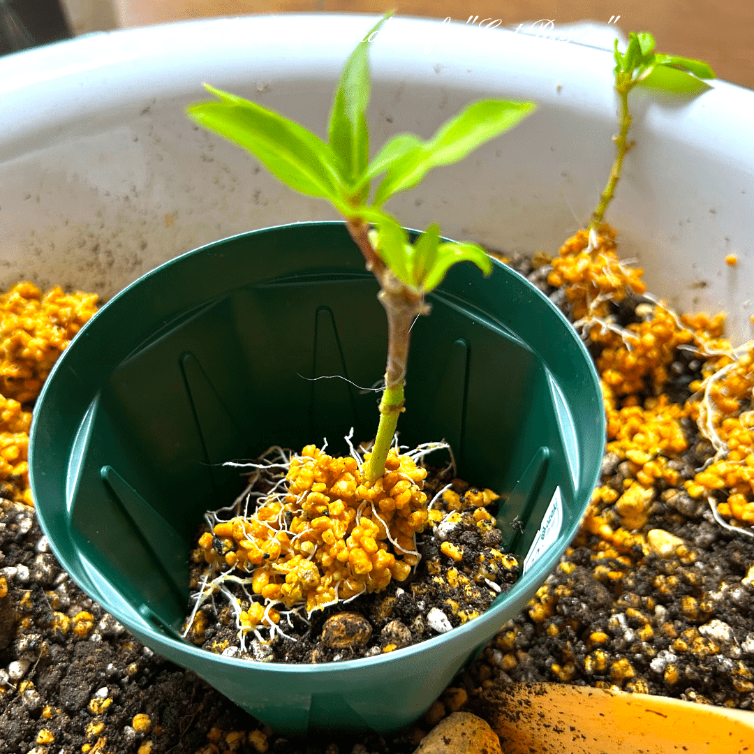 ビオラ2度目のポット増し｜Cat rose 「ガーデニングブログ Cat Roseの