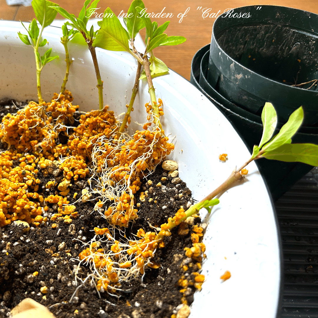 ビオラ2度目のポット増し｜Cat rose 「ガーデニングブログ Cat Roseの