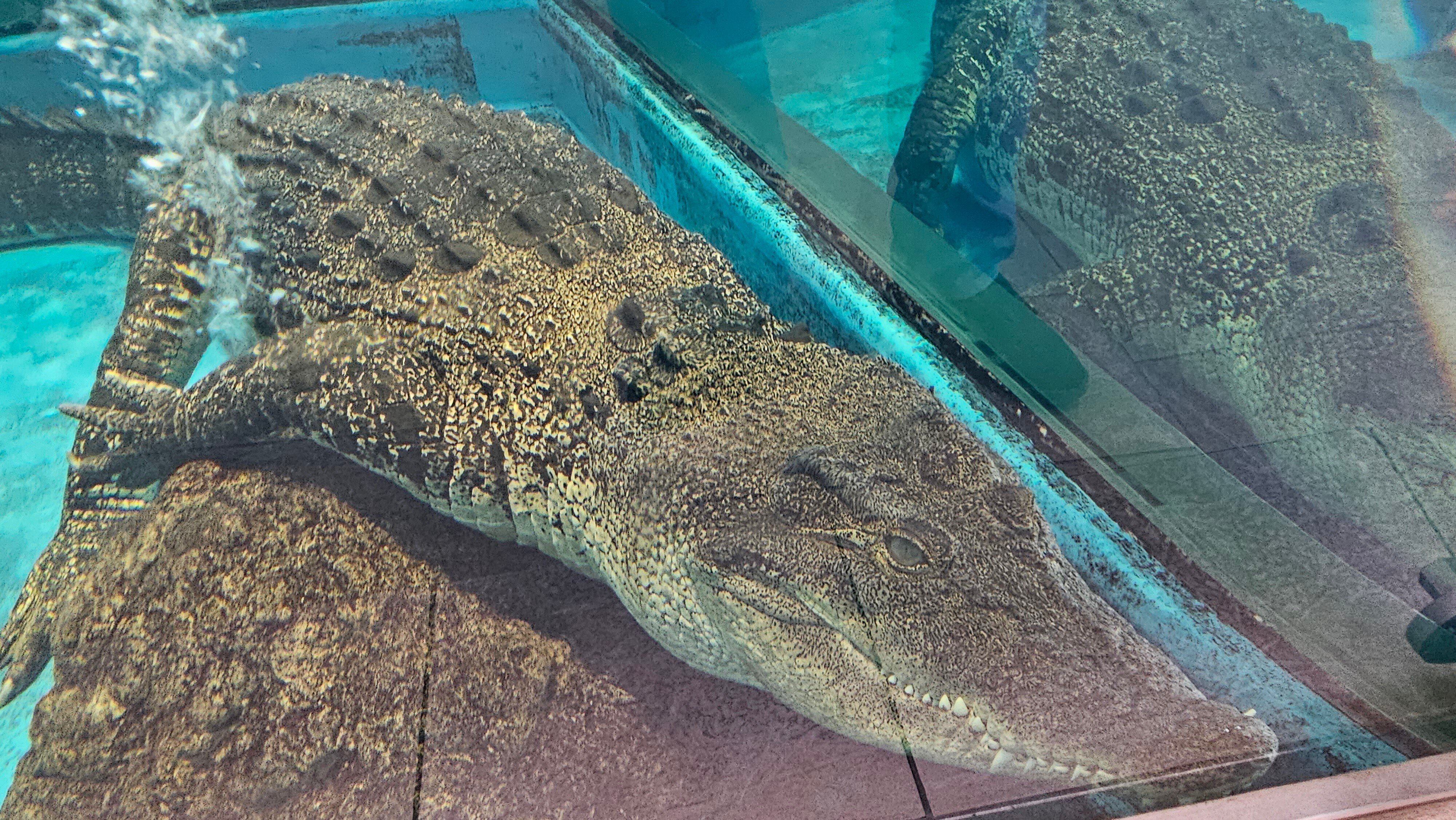 【秘蔵】ワニ オーデマ ピゲ CODE 11.59 バイ オーデマピゲ クロノグラフ 26393OR.OO