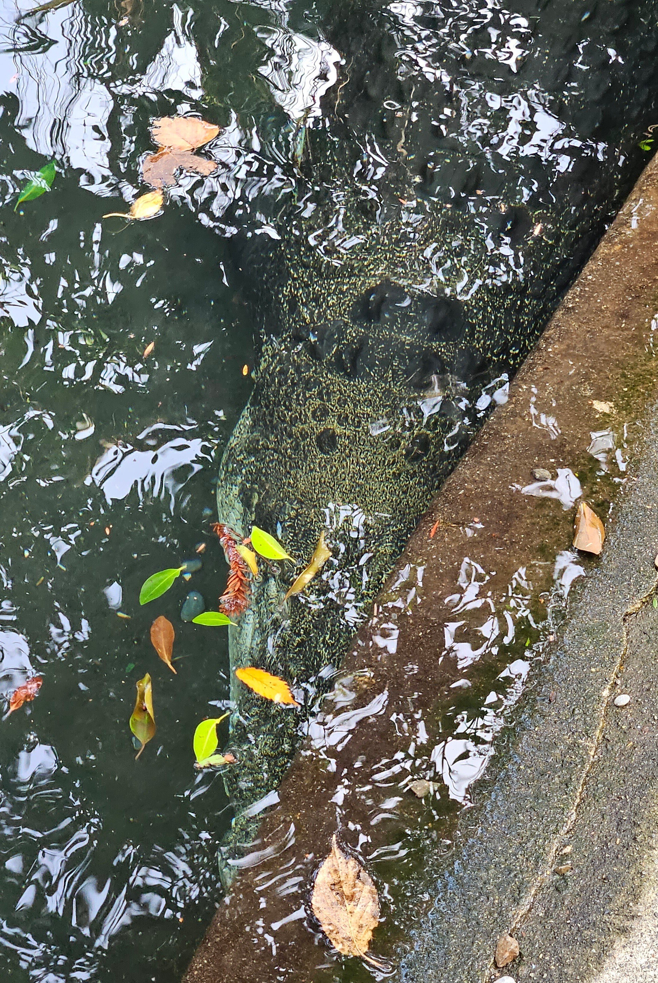 The Lost Universe 古代の巨大ワニ③巨大クロコダイル｜美原さつき